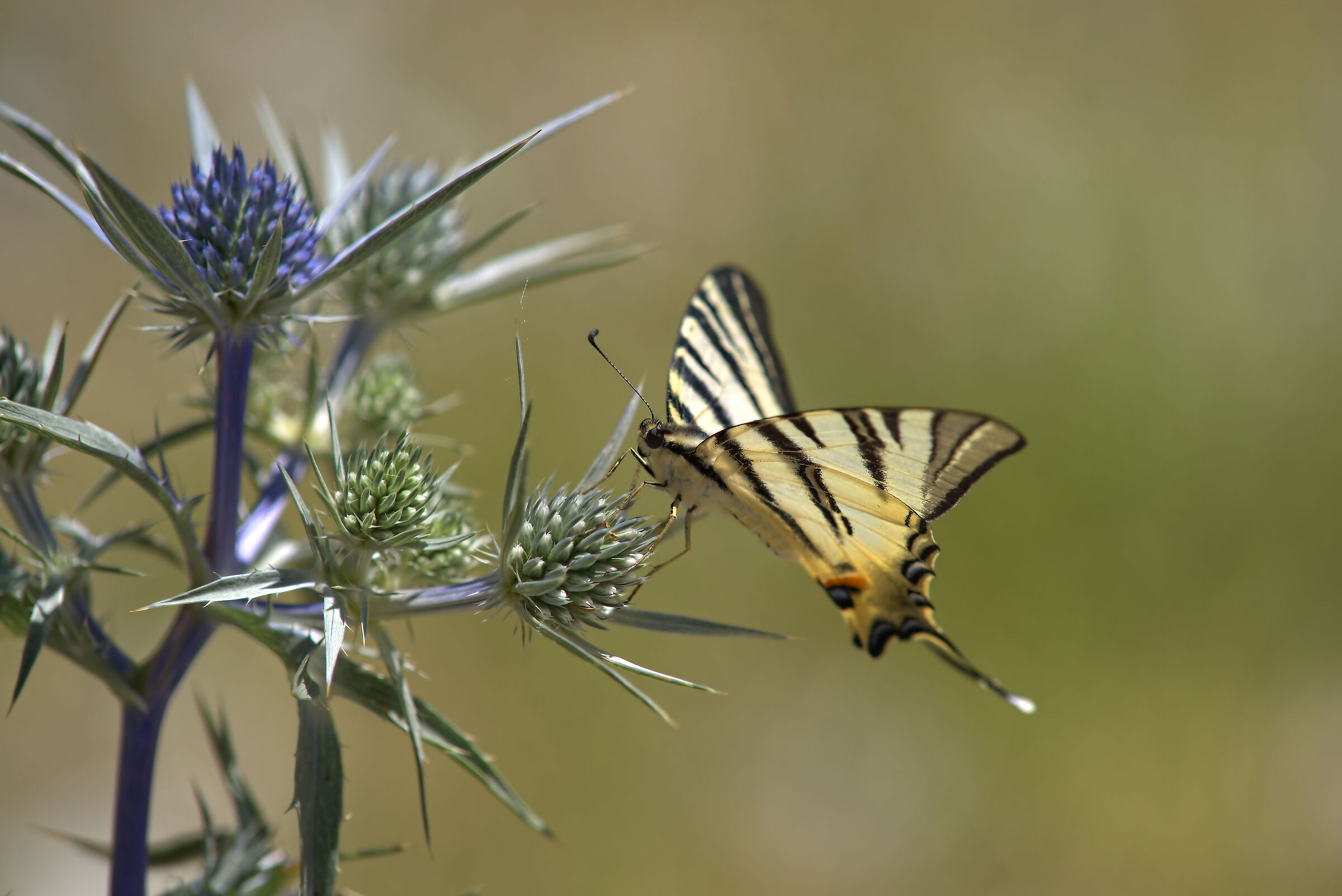 Iphiclides podalirius