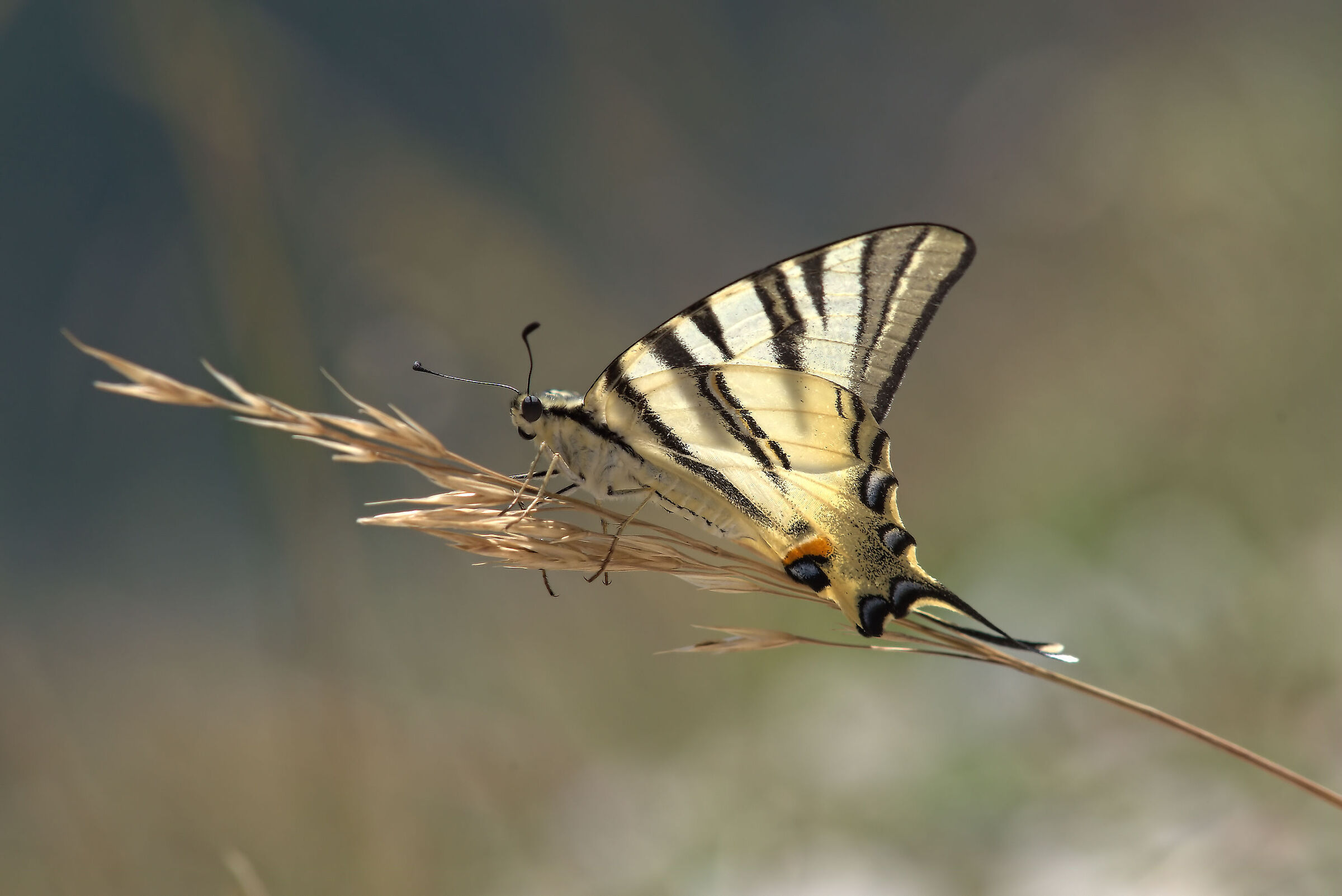 Iphiclides podalirius