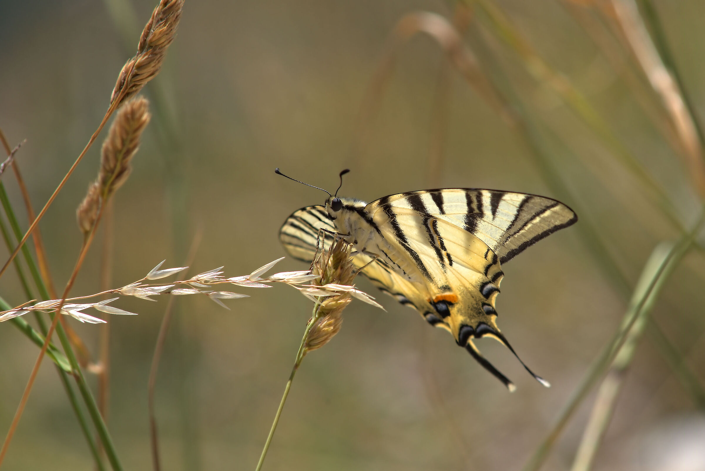 Iphiclides podalirius