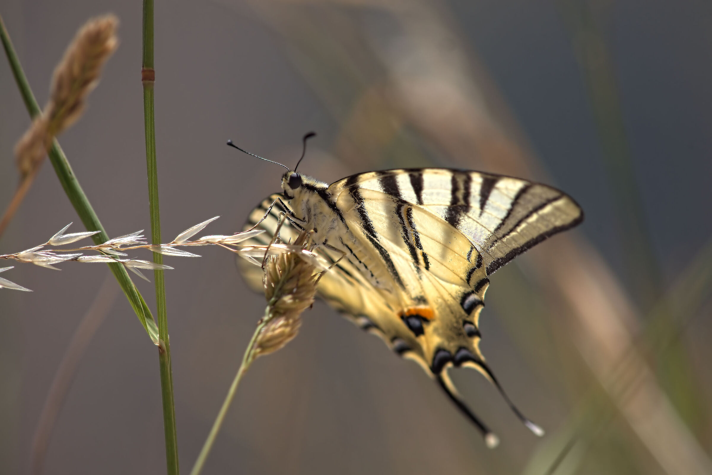 Iphiclides podalirius