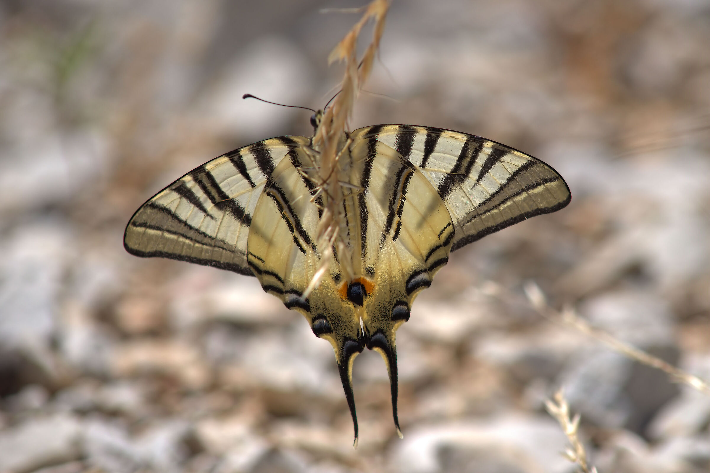 Iphiclides podalirius