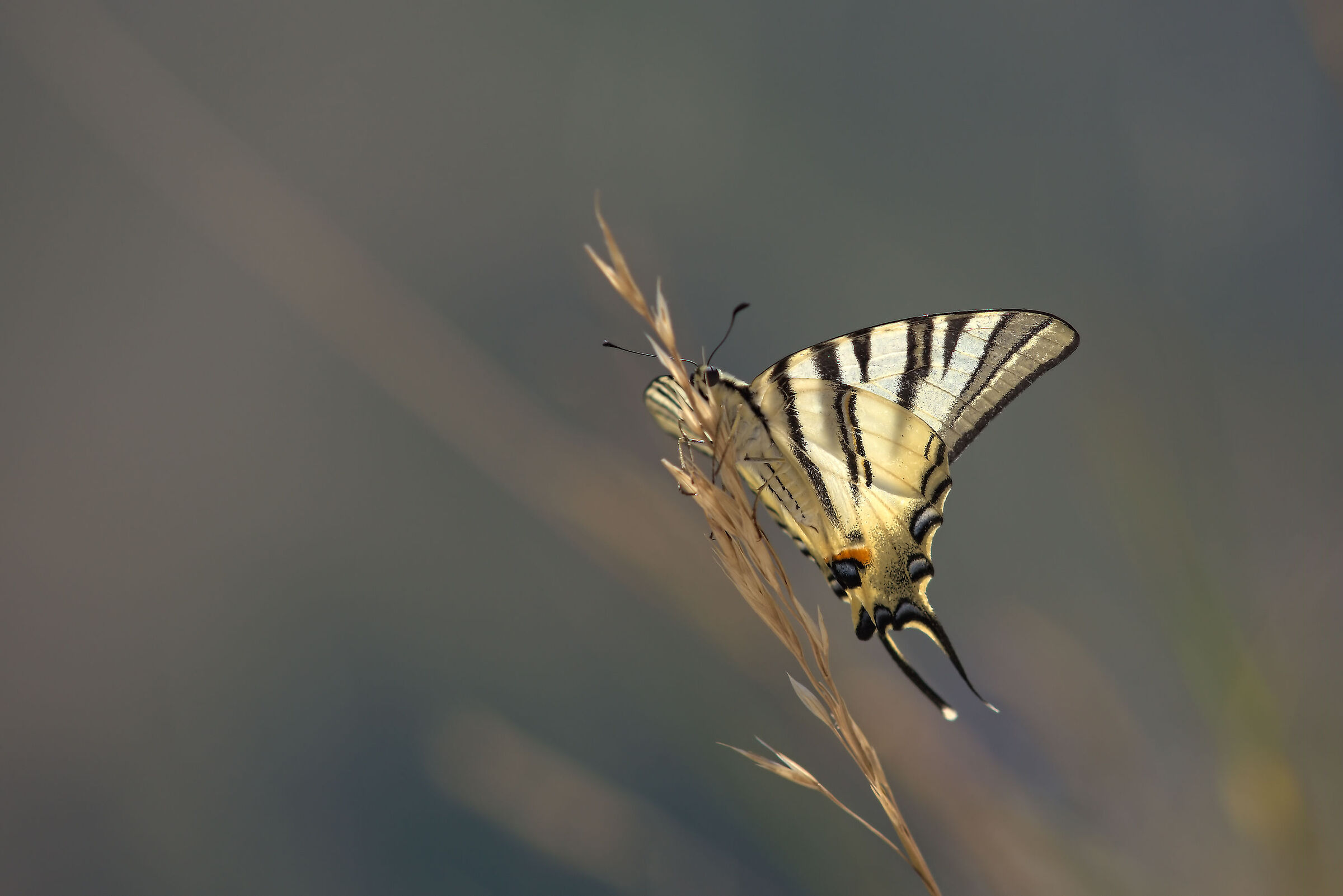 Iphiclides podalirius