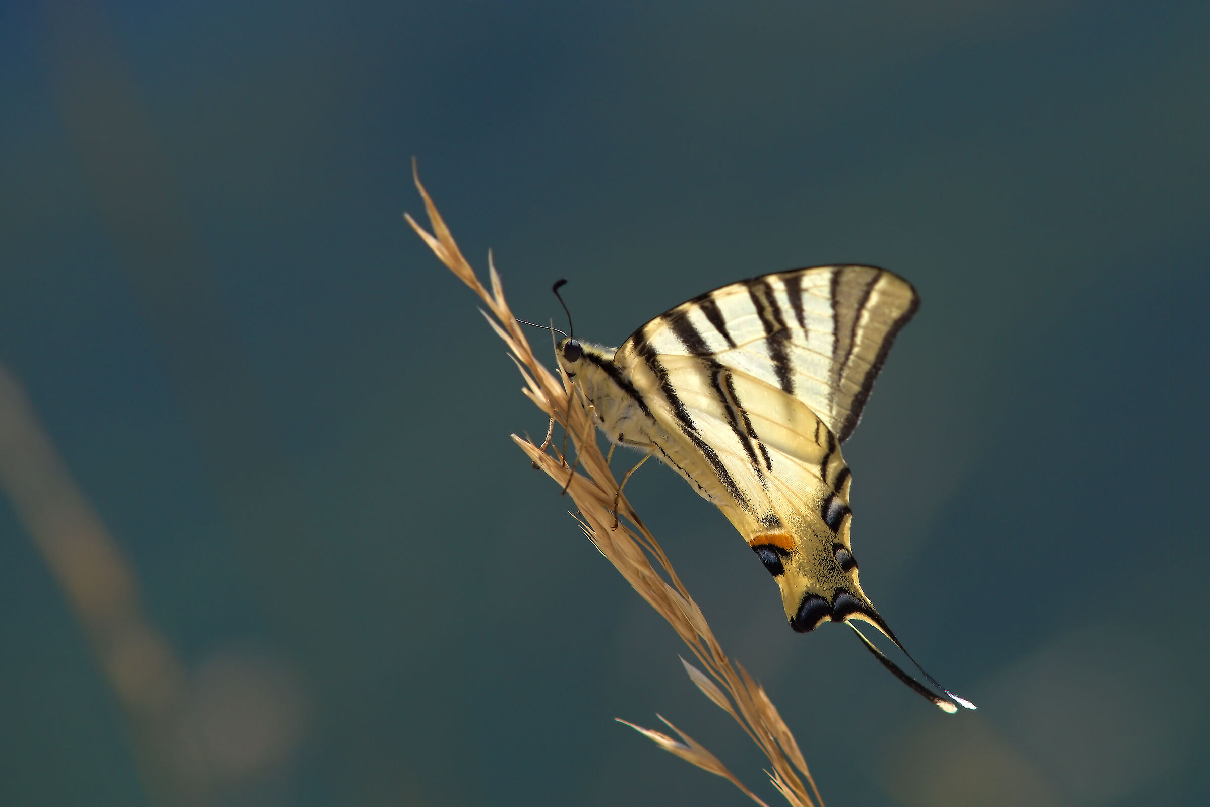 Iphiclides podalirius