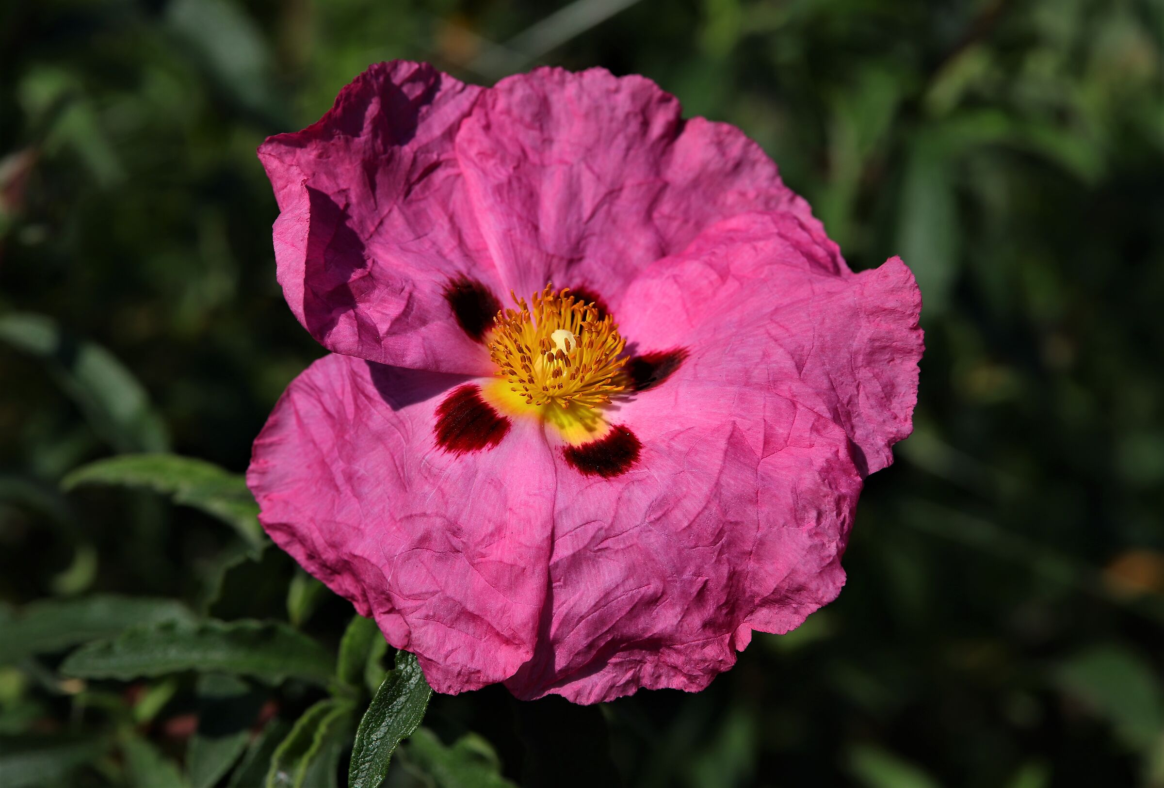 Fiore di Cisto rosso