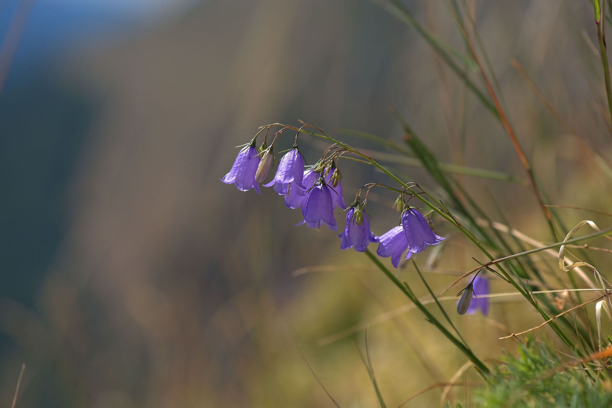 Campanula