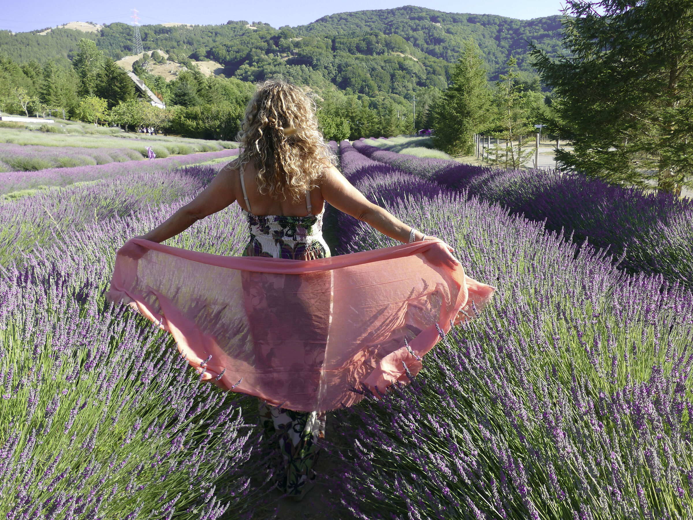 Farfalla tra filari di lavanda