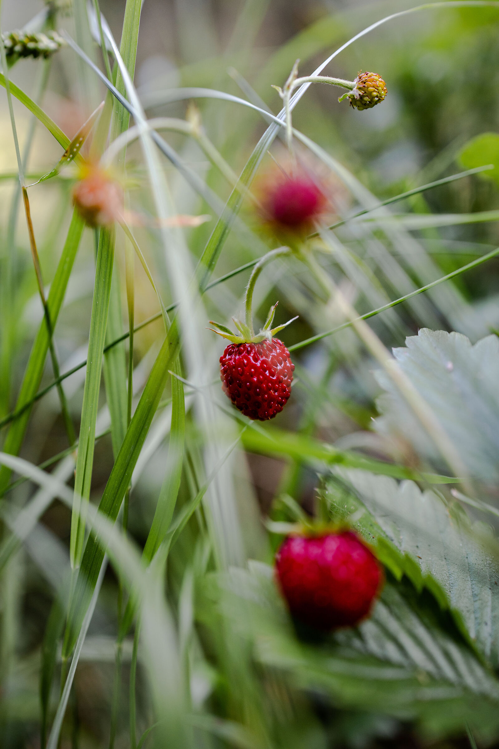 Wild strawberries