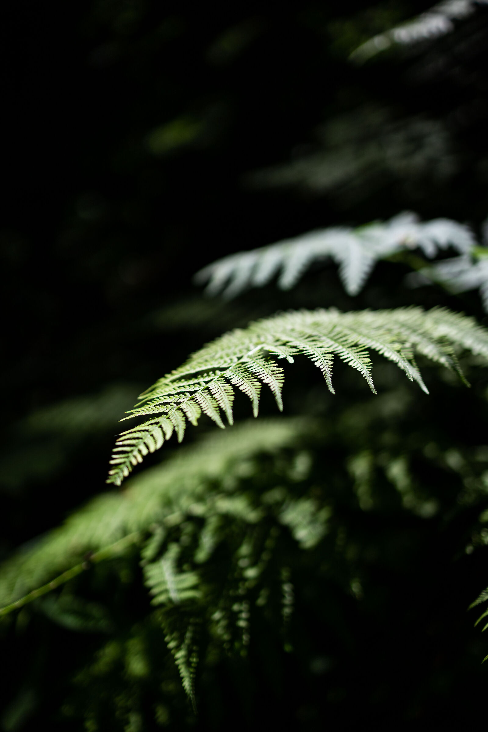 Fern