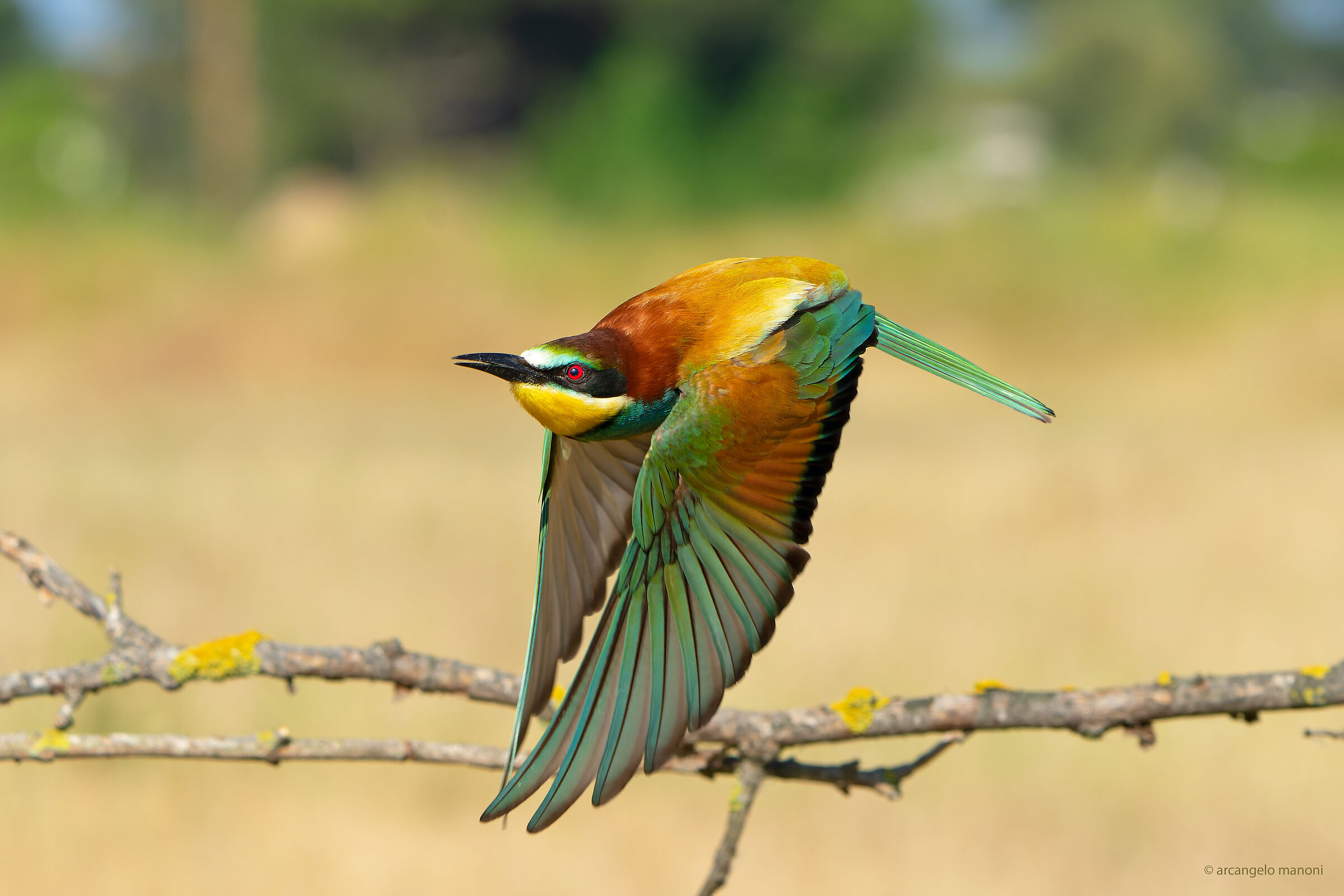 The flight of the animated rainbow