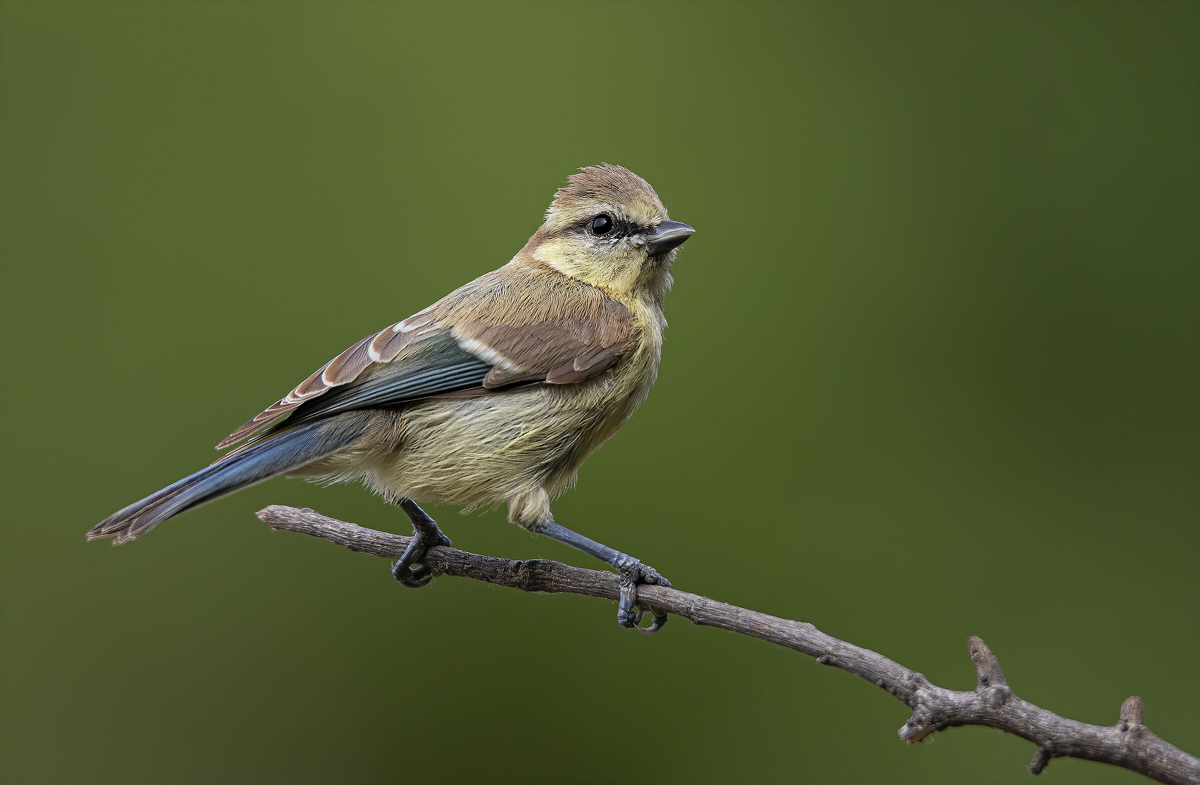 Giovane cinciarella (Parus caeruleus)