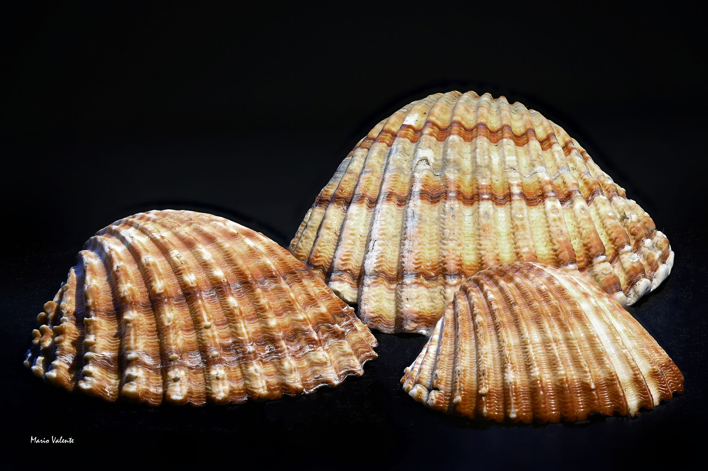 Prove di focus stacking