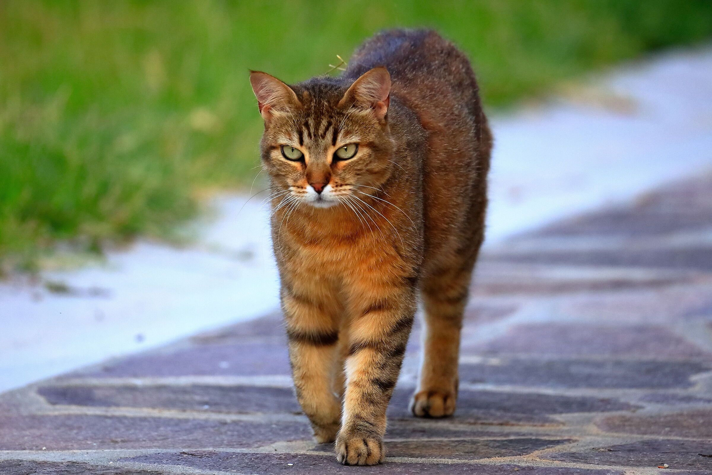 Caspita che determinazione!