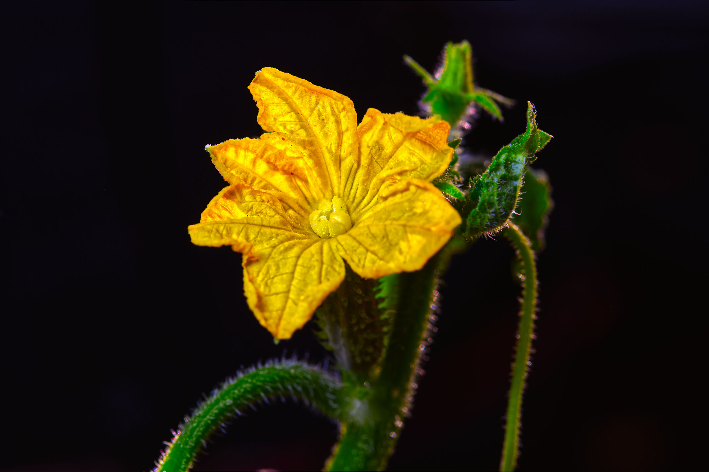 Cucumber flower...