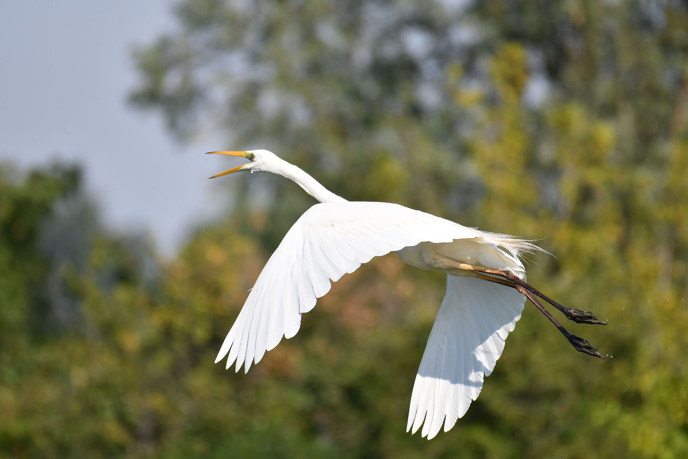 Airone Bianco