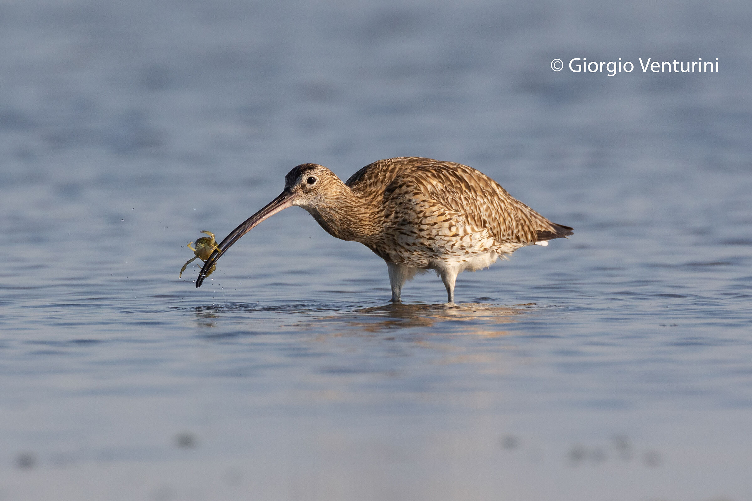 chiurlo con granchio