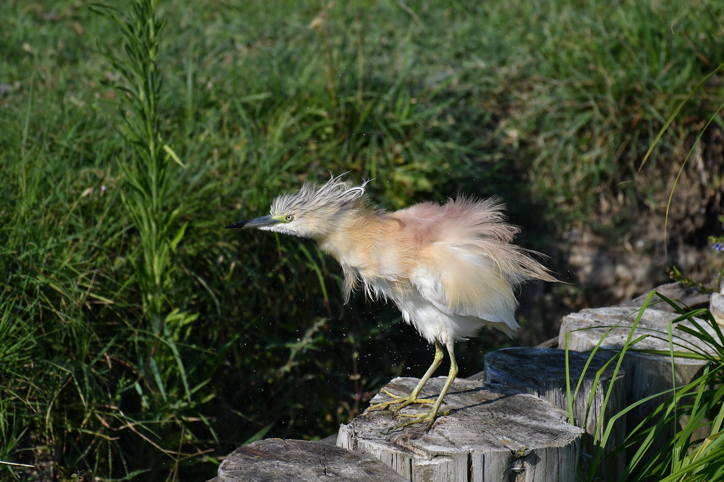 Sgarza Arruffata