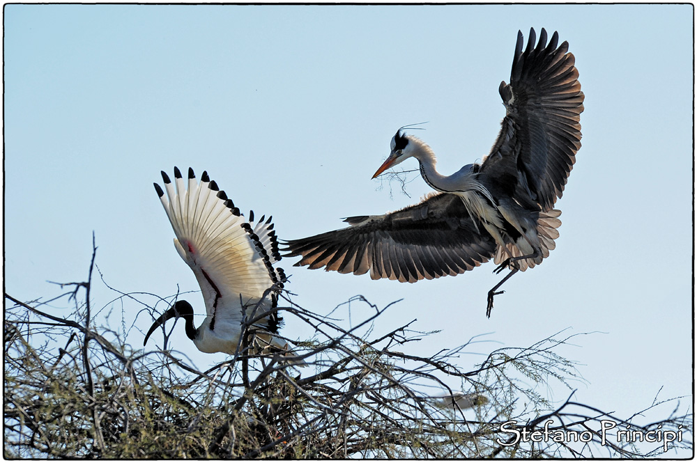 Airone e Ibis - Camargue 2013