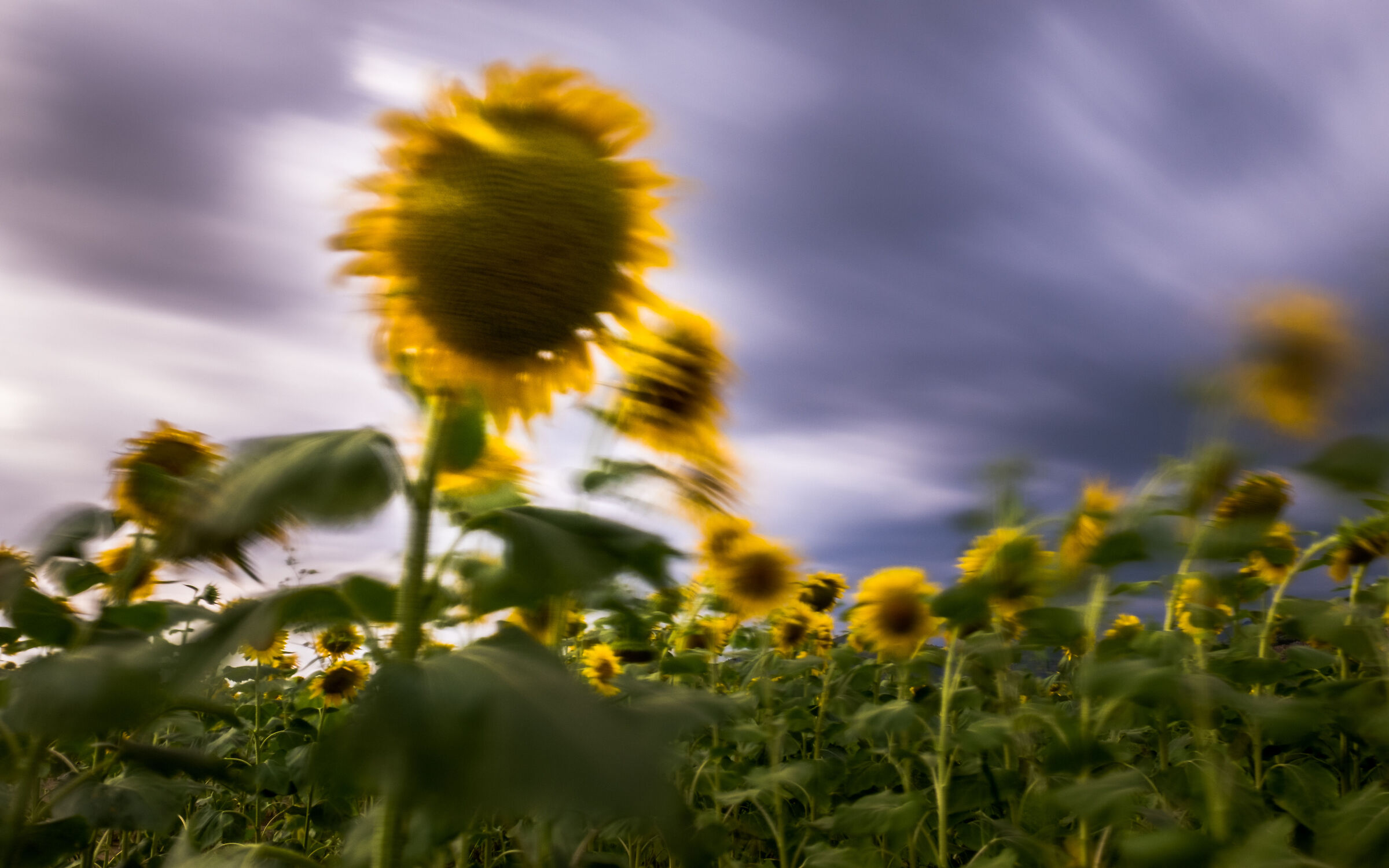 Sunflowers
