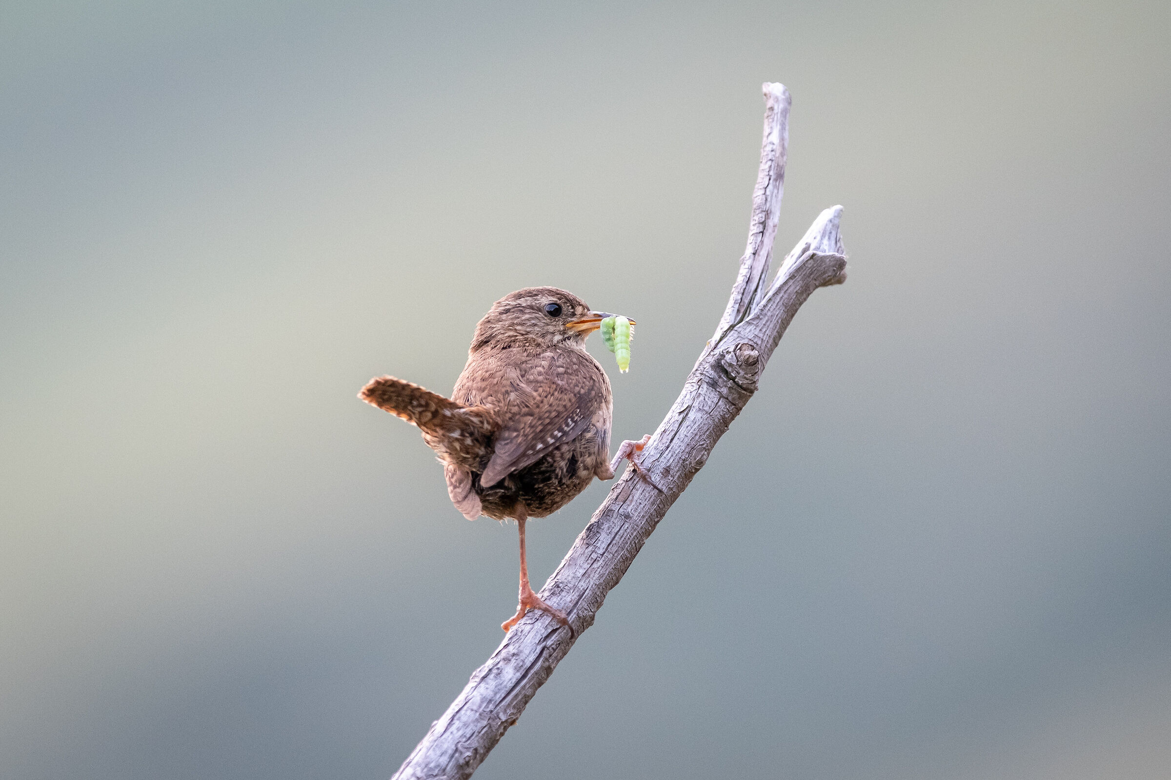 Wren with snack
