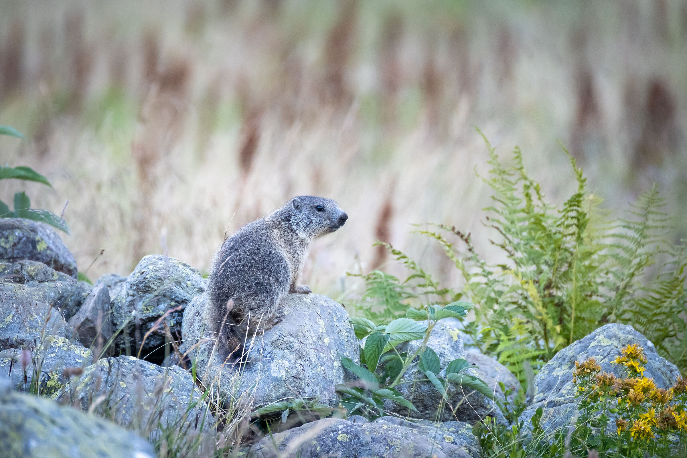 Young marmot