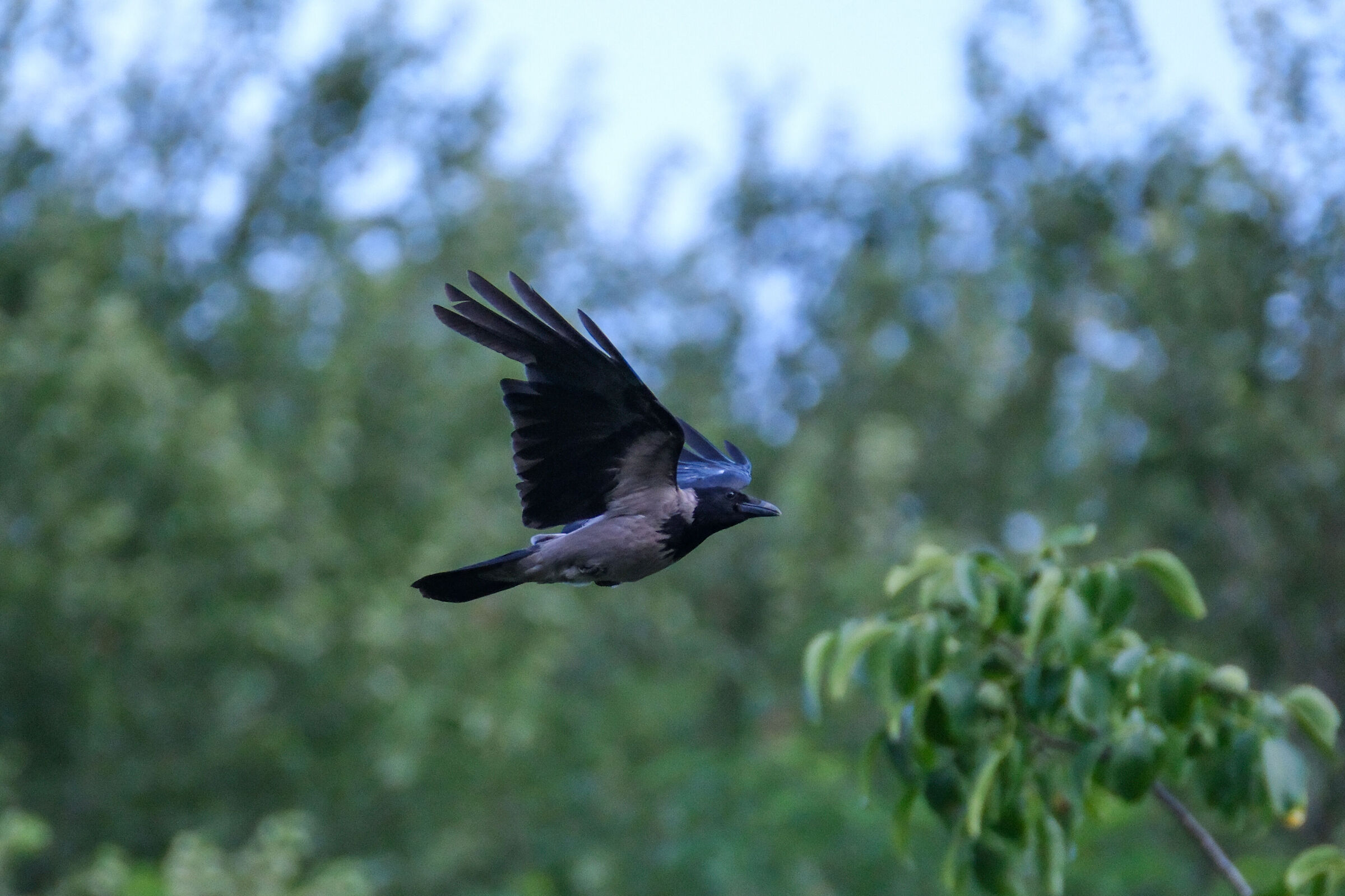 Crow in flight