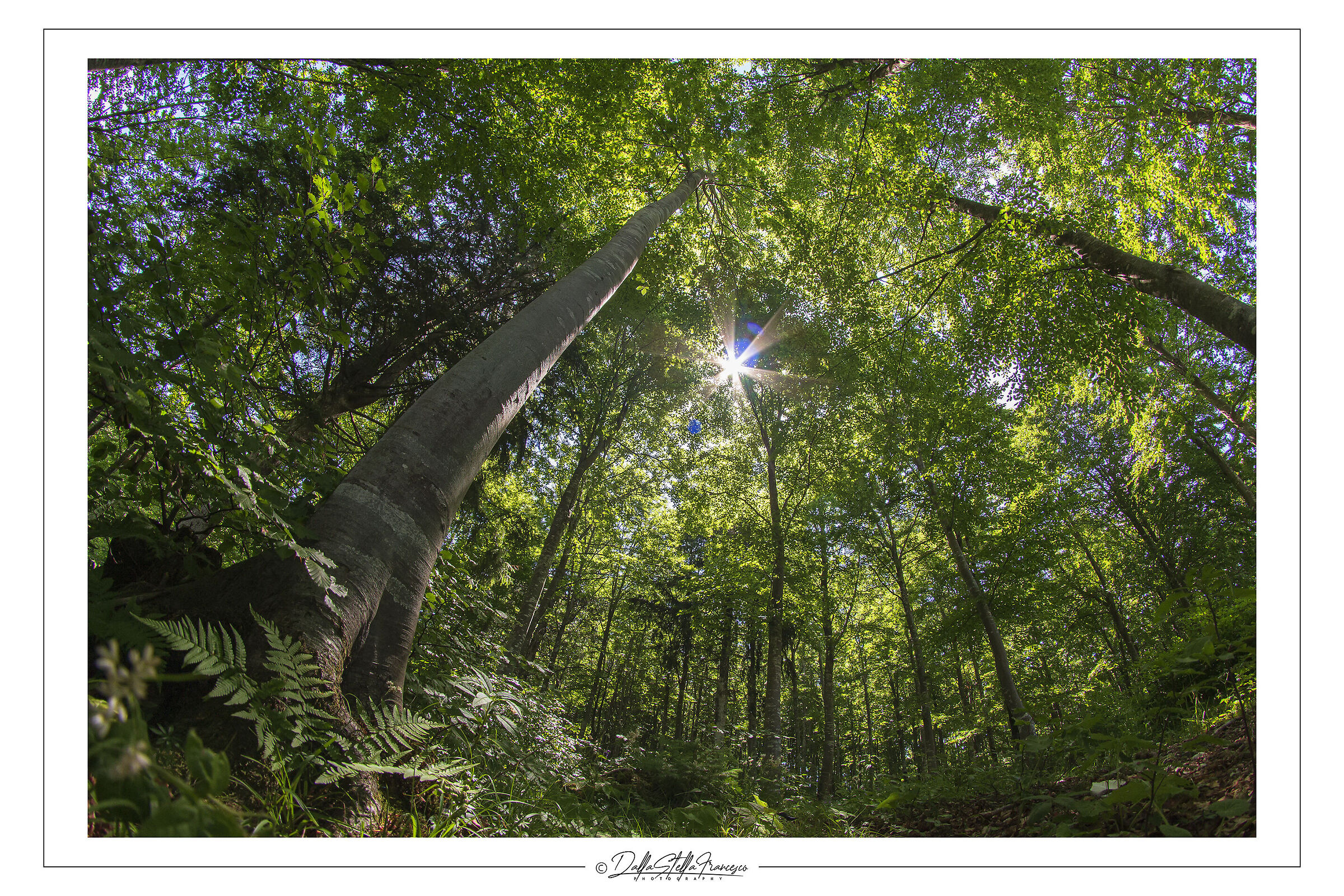 Giocando con il fisheye