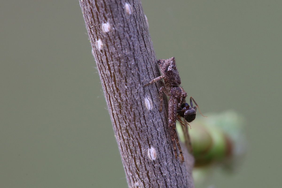 hunting strategy: mimicry