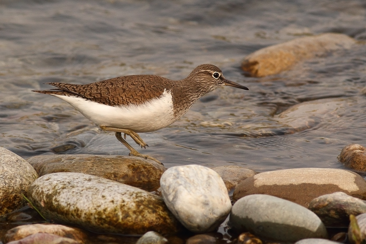 sandpiper