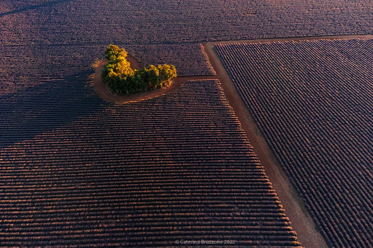 THE heart of lavender