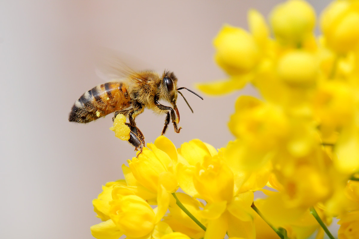 Prove tecniche (in attesa delle libellule)