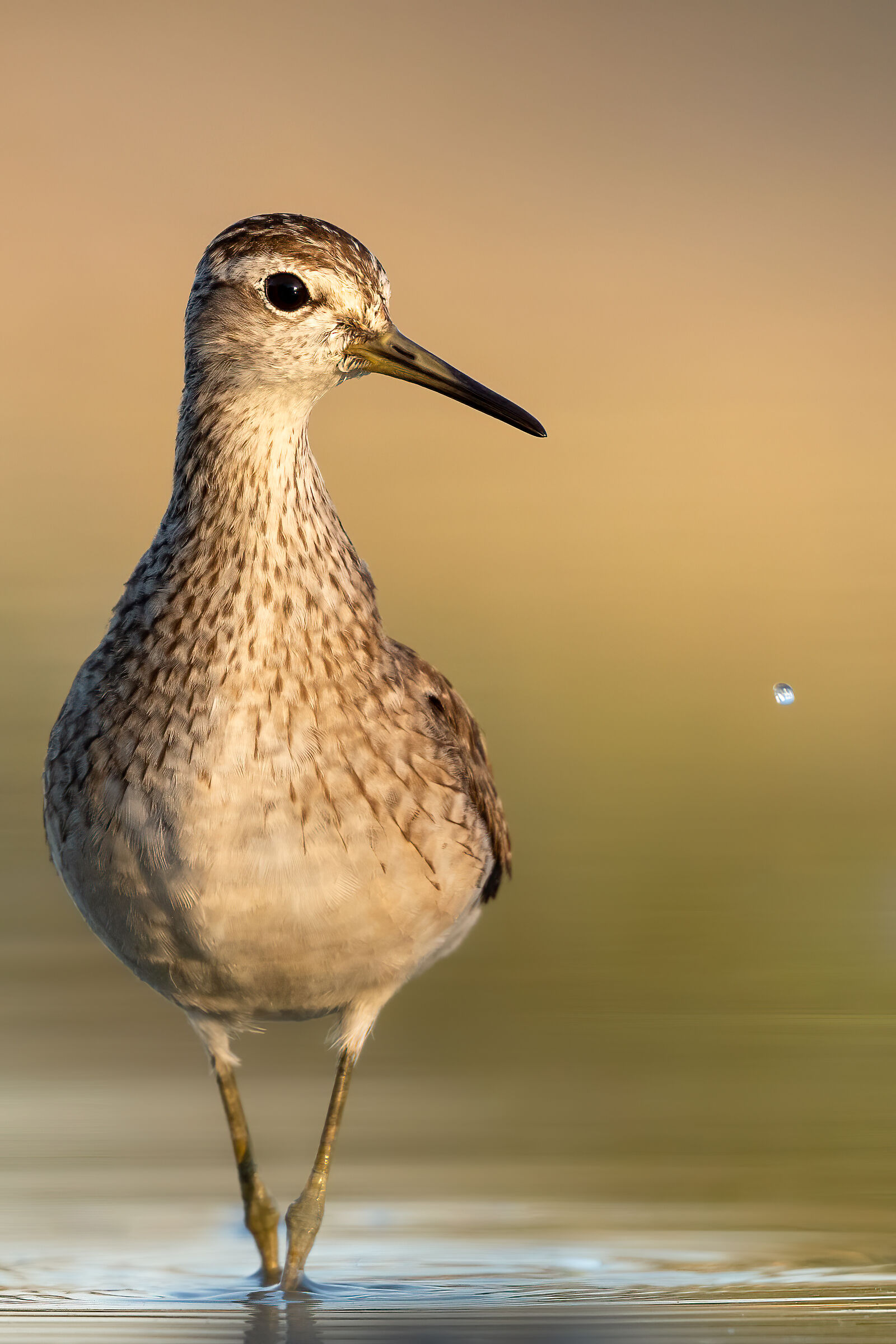 Piro piro boschereccio (Tringa glareola)