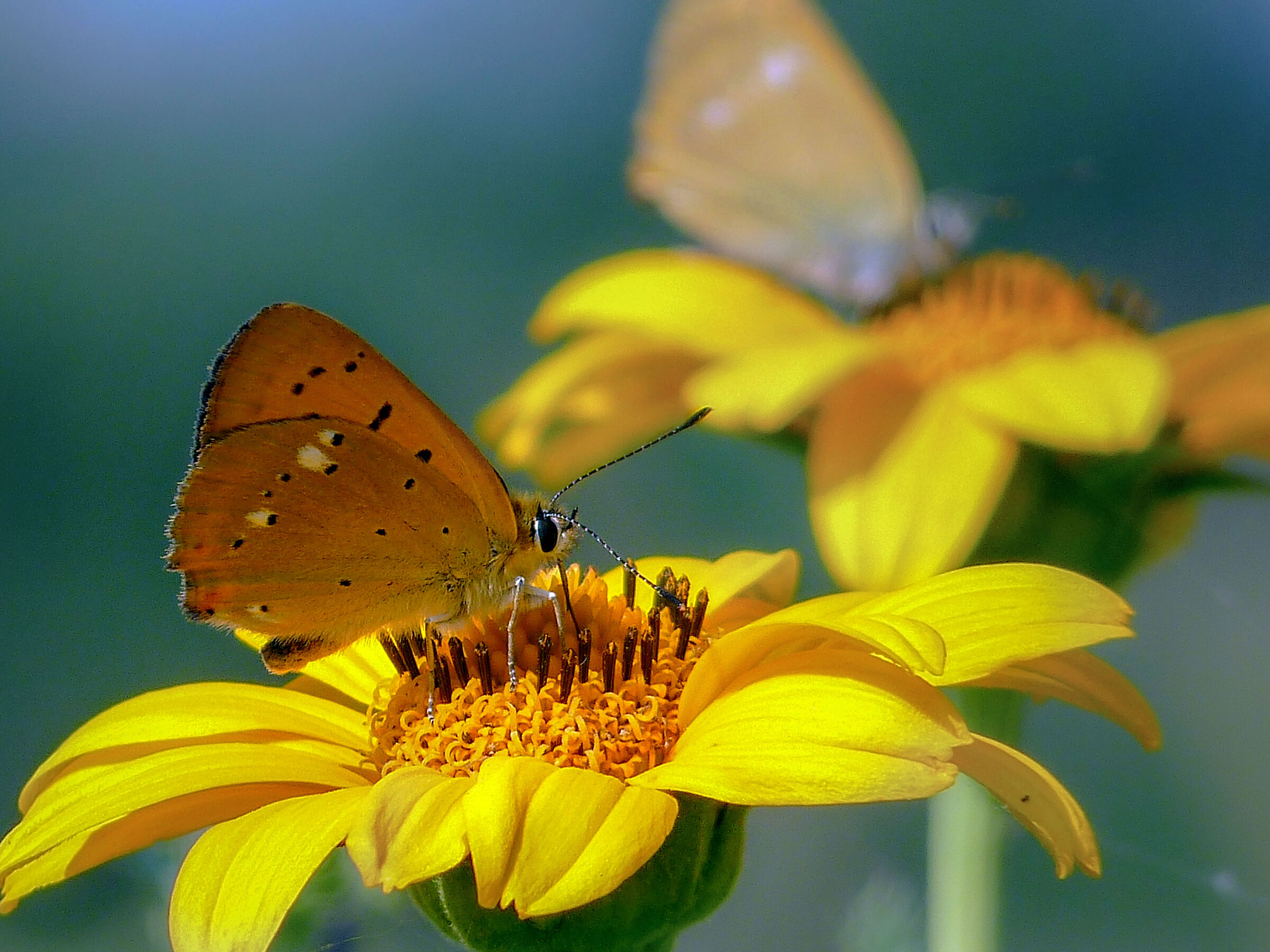 Lycaena virgaureae
