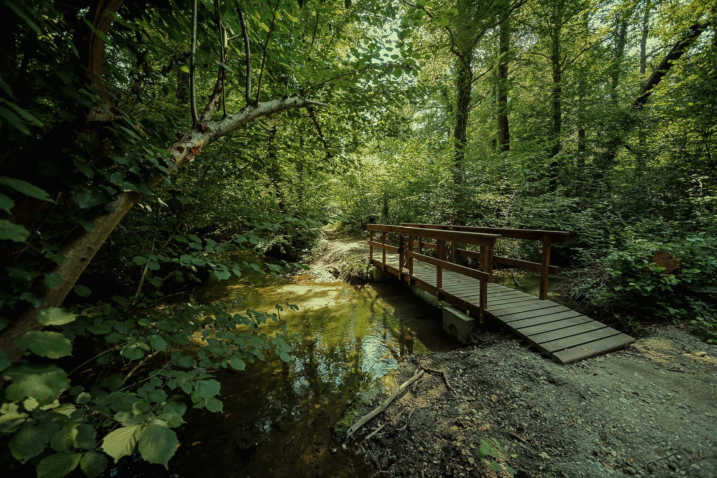 Come, there is a road in the woods.........