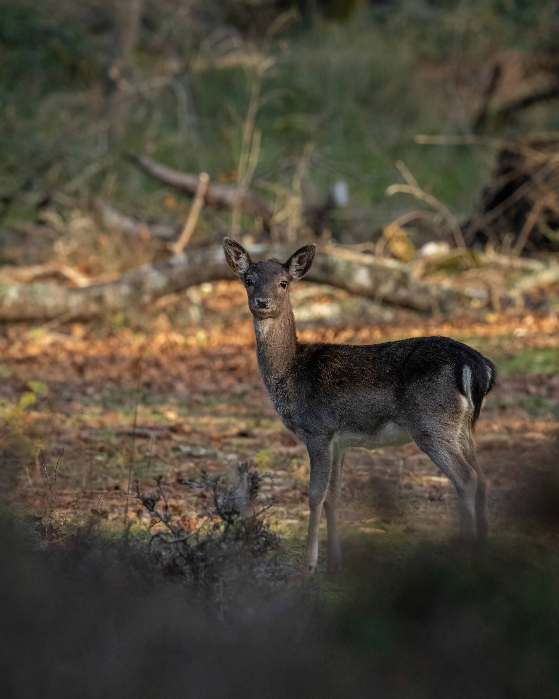 Fallow deer of a few months, at dusk