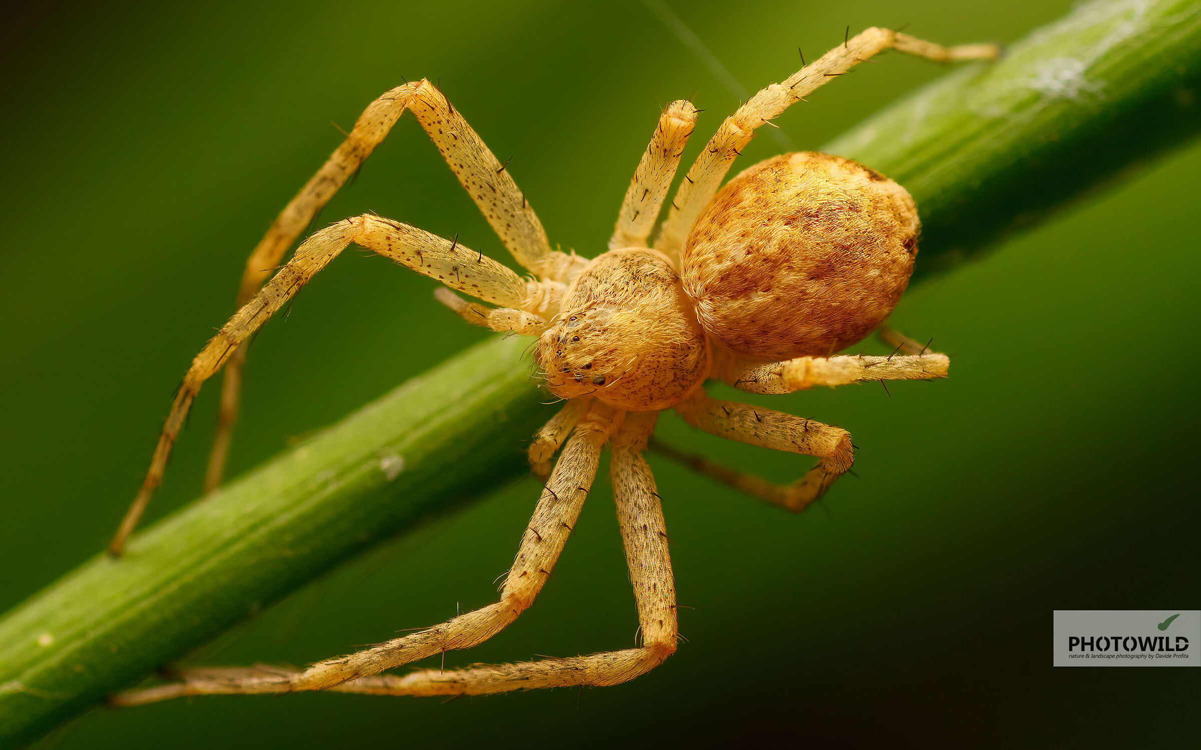 Running Crab Spider - Family Philodromidae