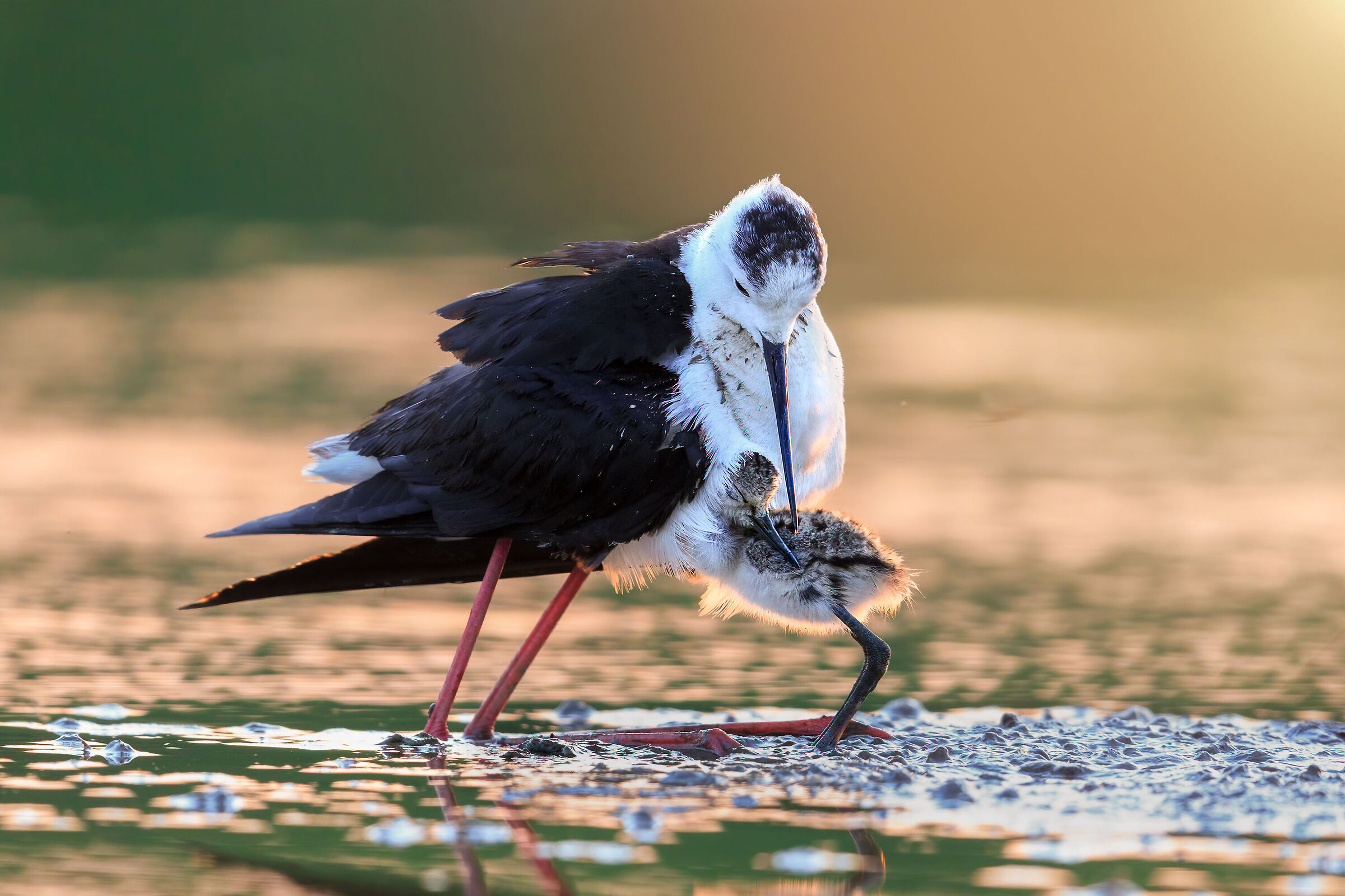 Maternal love..... golden