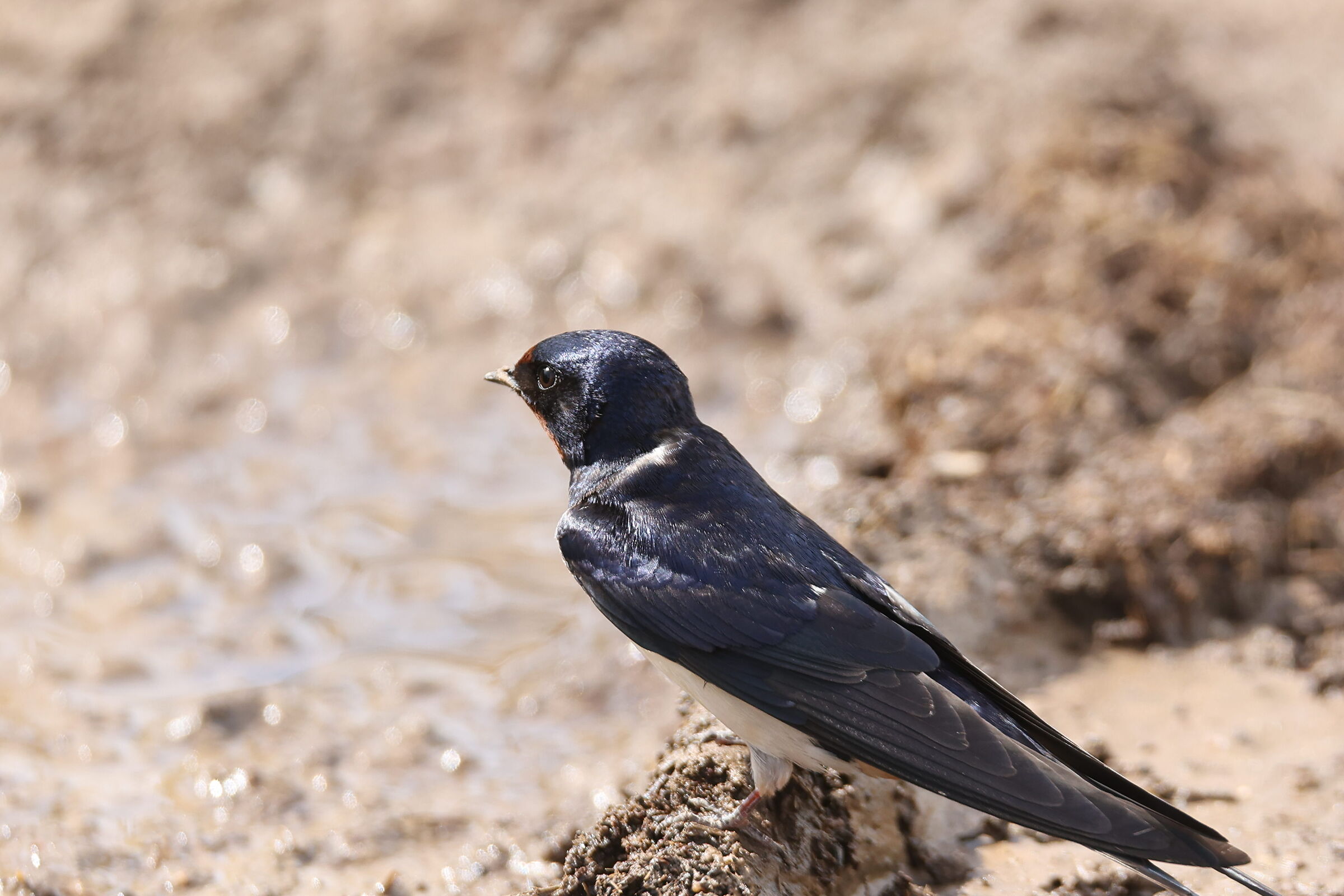 The swallows are back