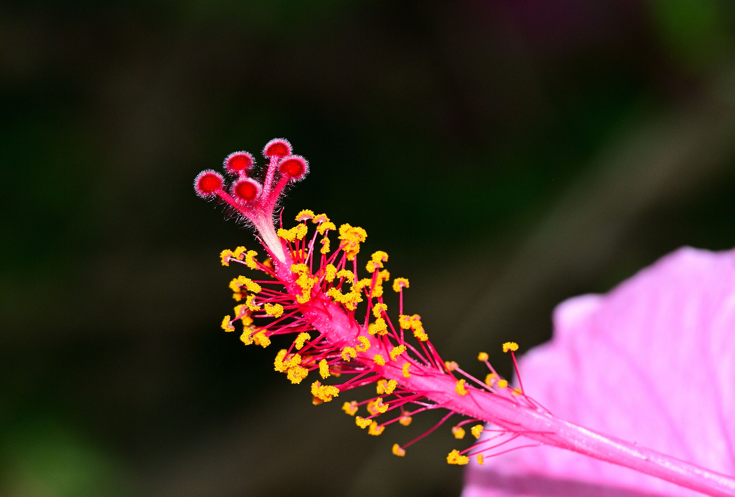 Pink hibiscus