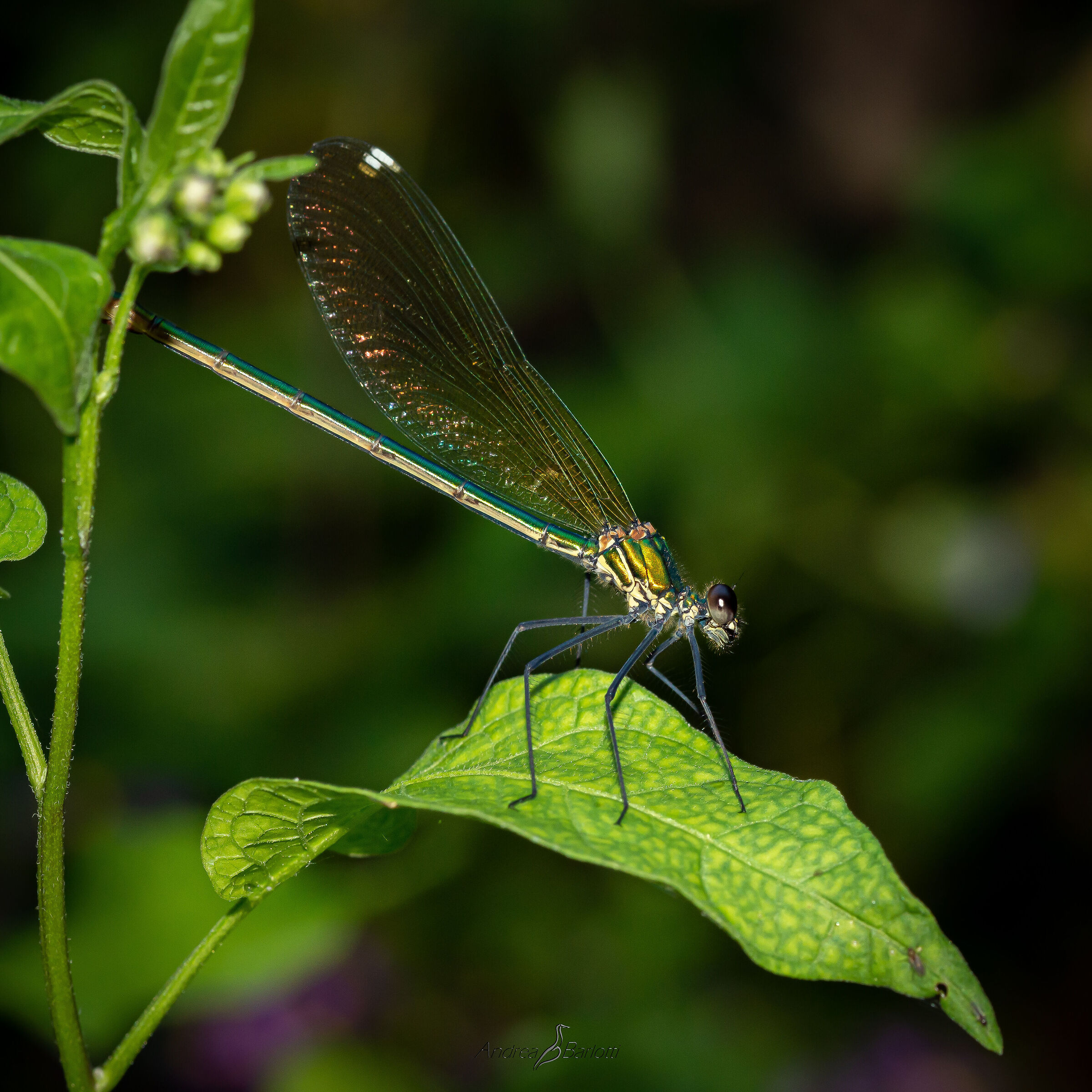 Calopteryx splendens F.