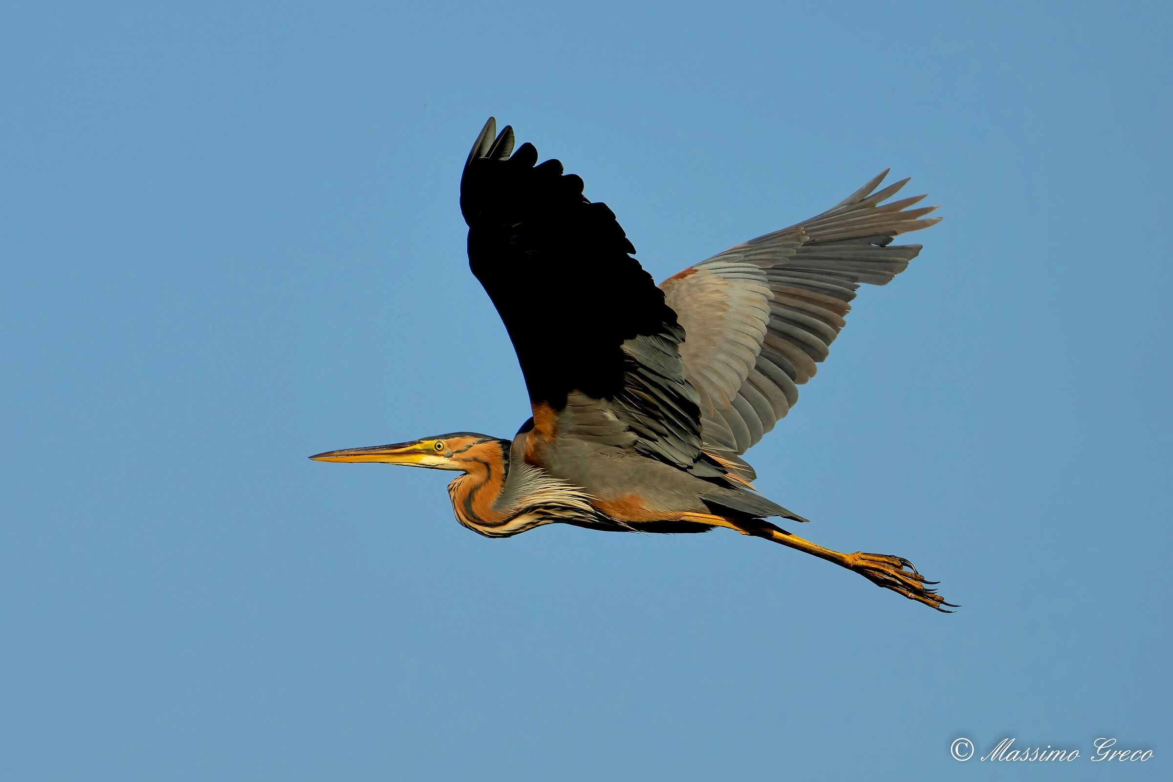 Red heron (Ardea purpurea)
