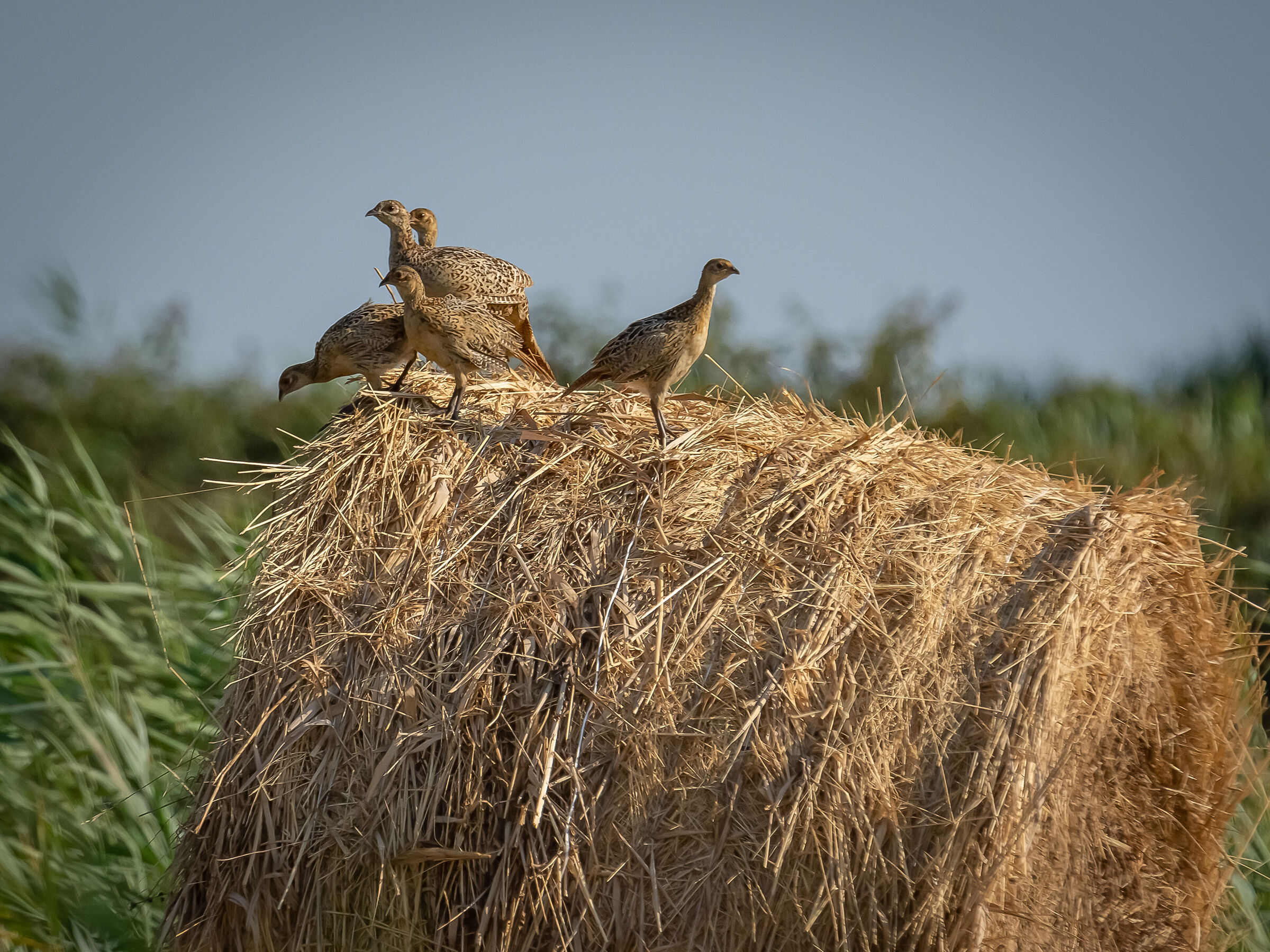 The bale of young pheasants.
