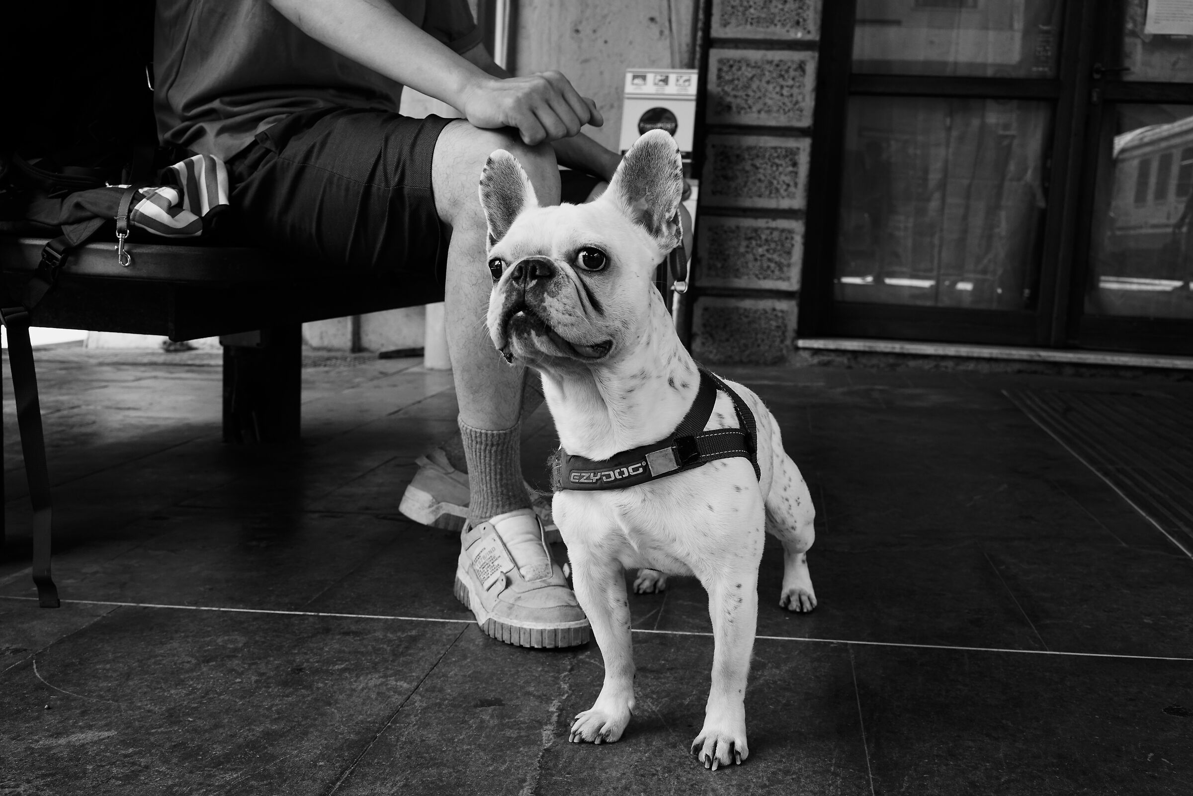 Curious Dog