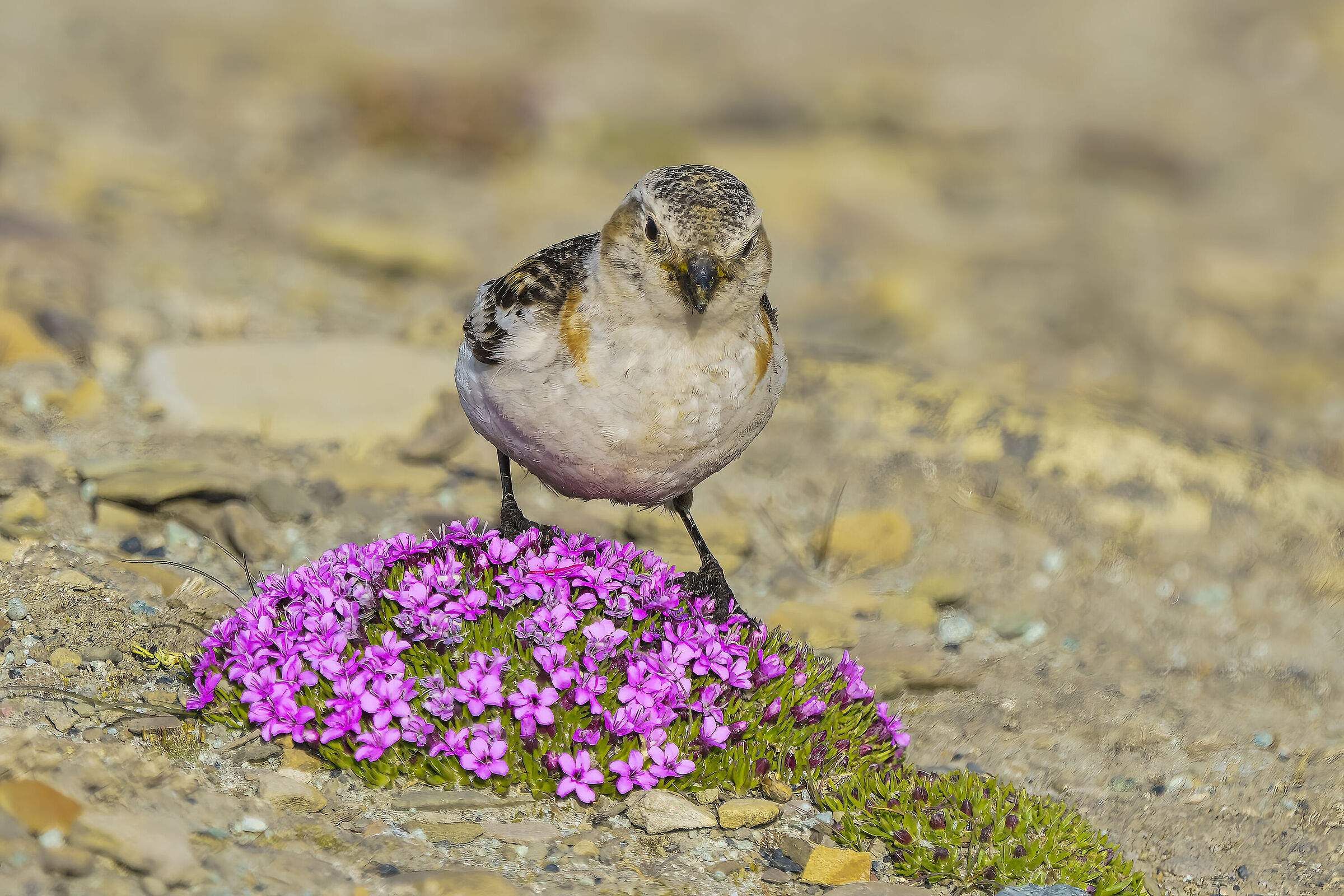 Zigolo delle nevi in fiore