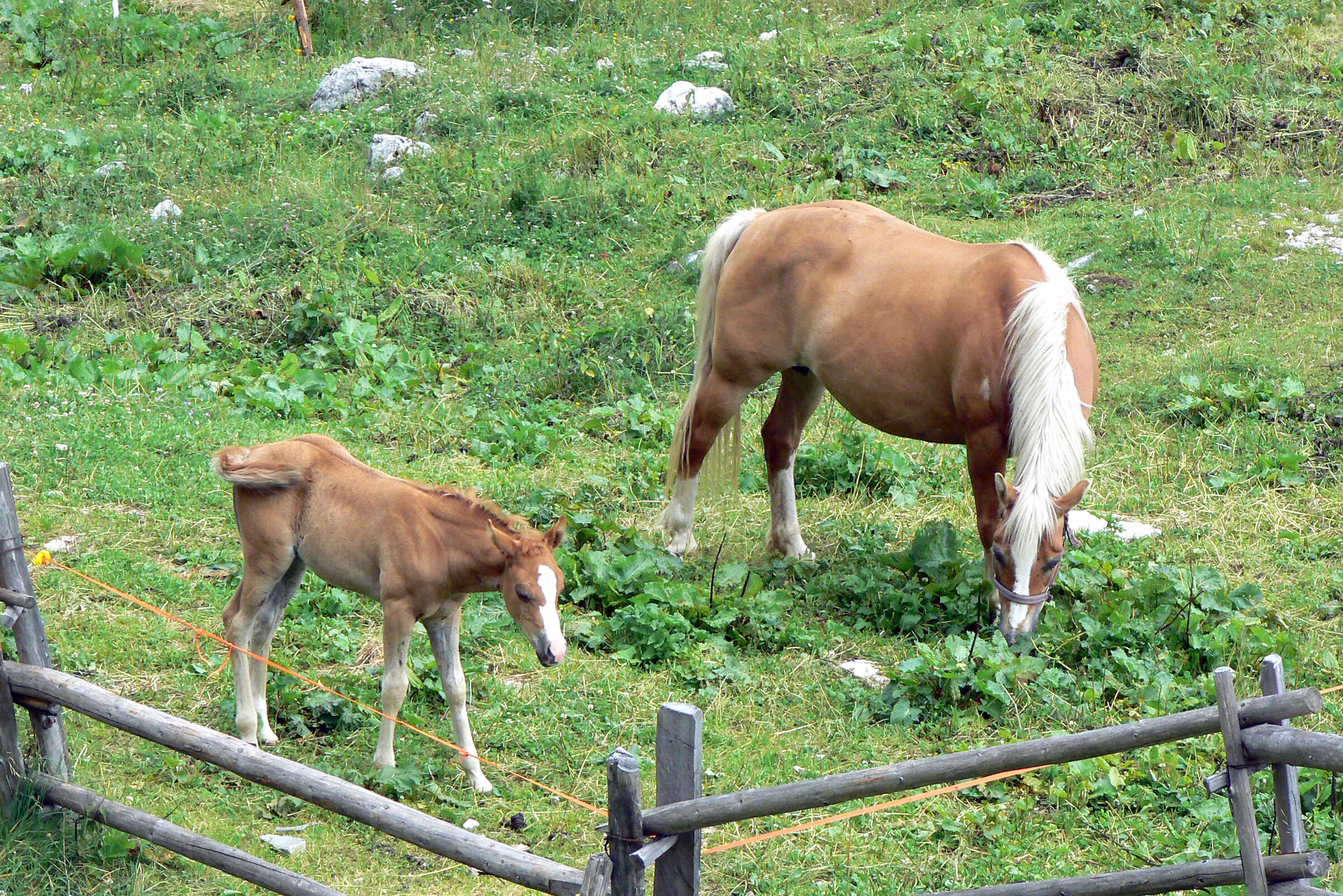 Cavalla con puledrino