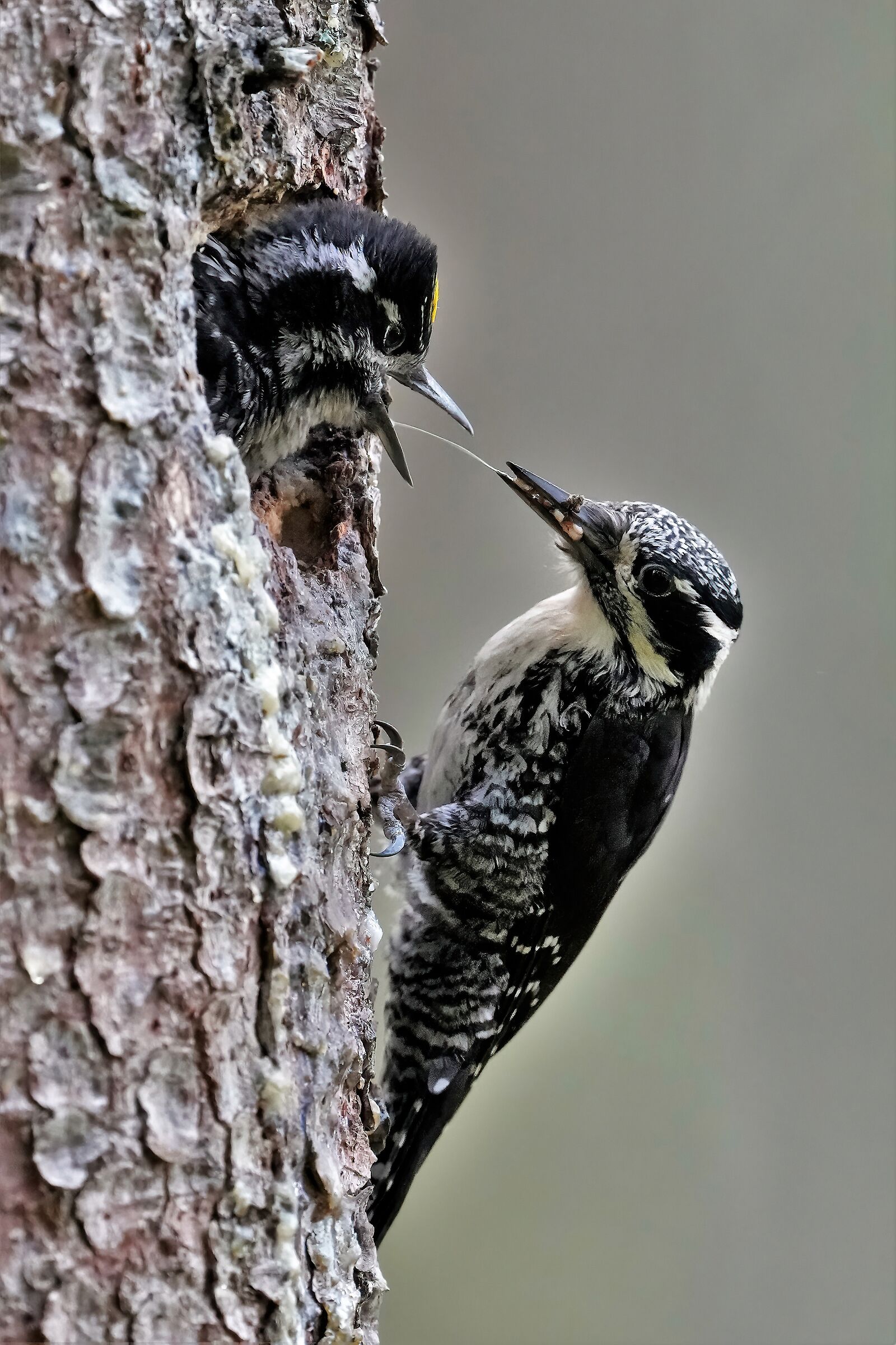 tridattilo f. con il piccolo m.