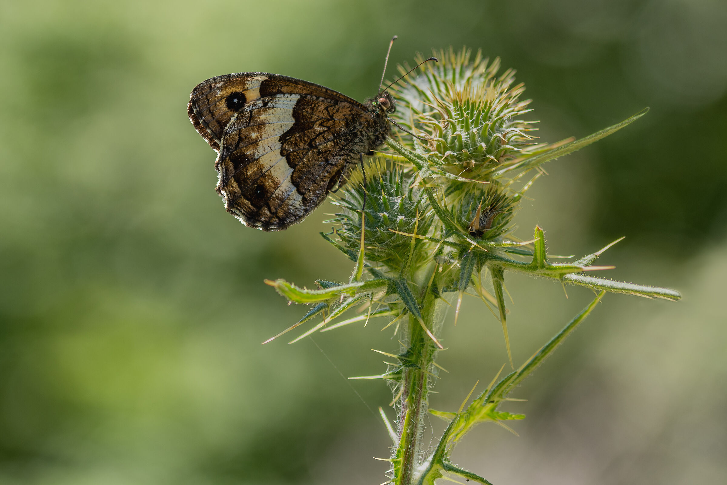 Hipparchia fagi (grazie Mary!)