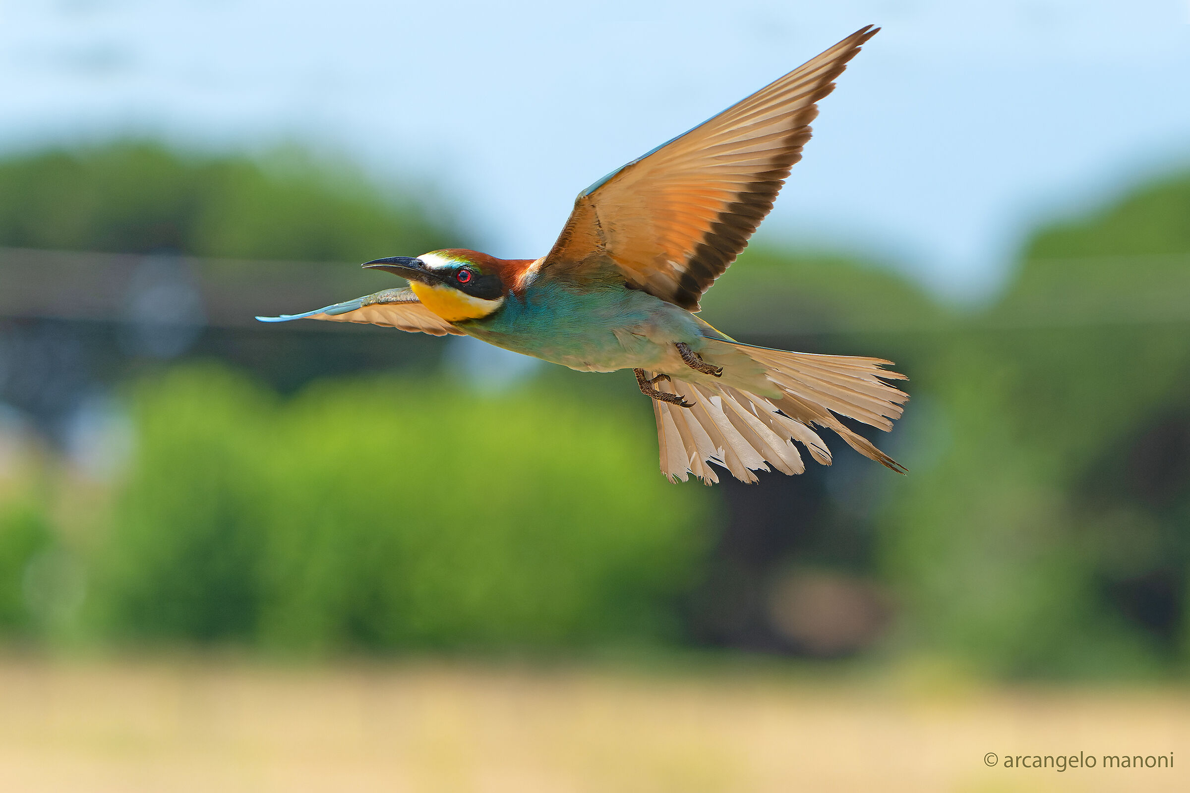 Bee-eater flight
