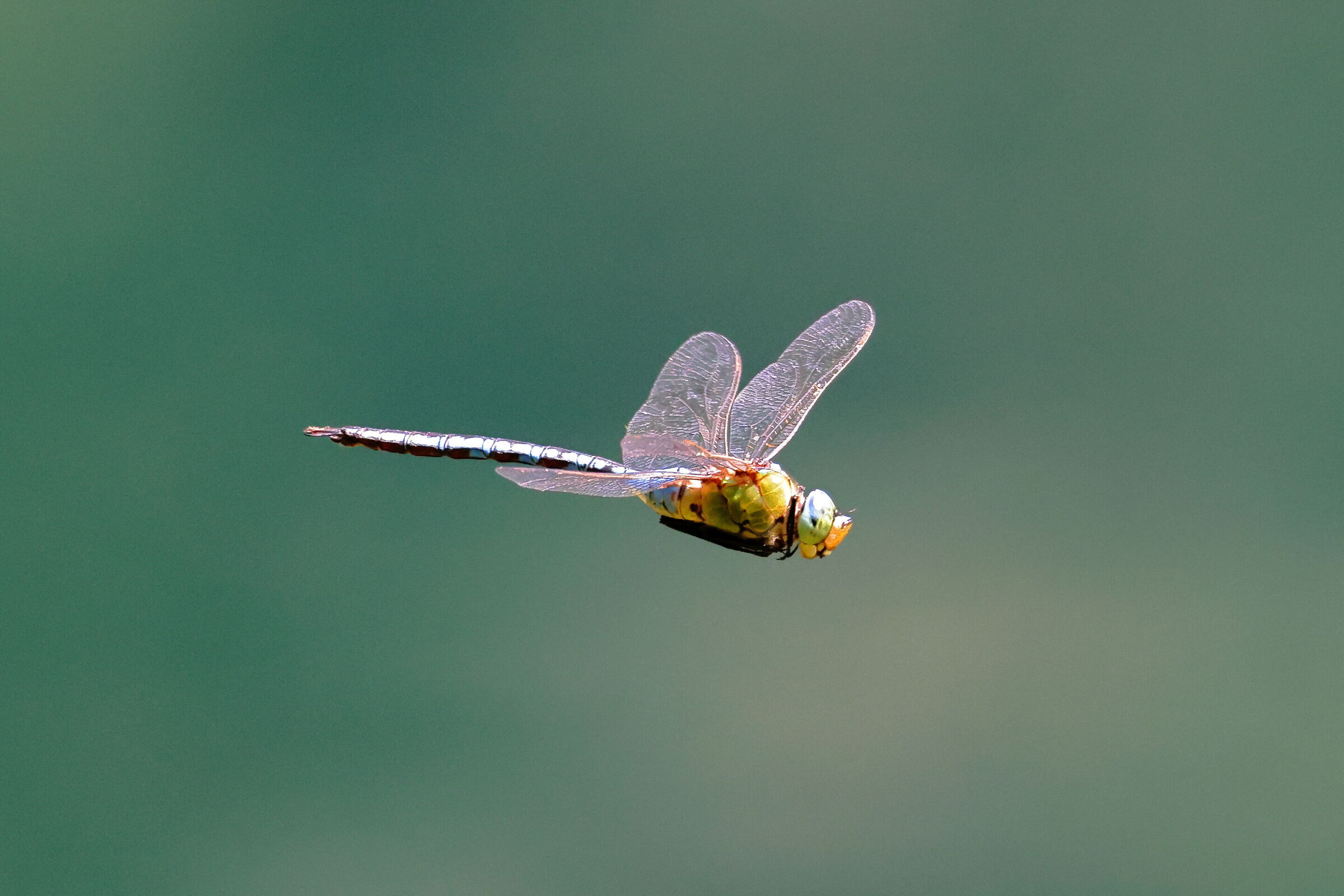 Libellula