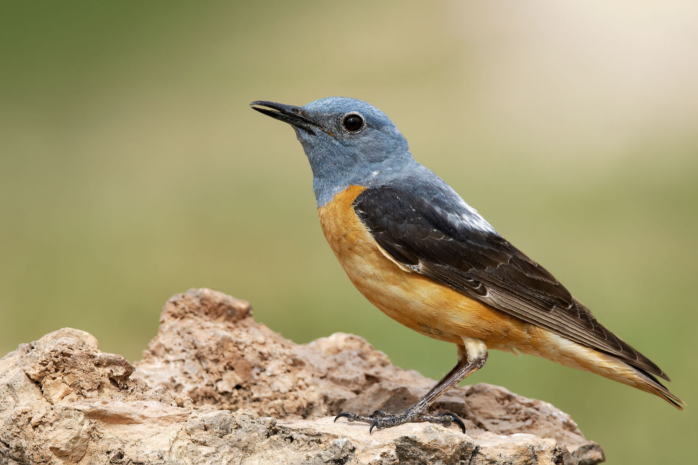 Codirossone (Monticola saxatilis)