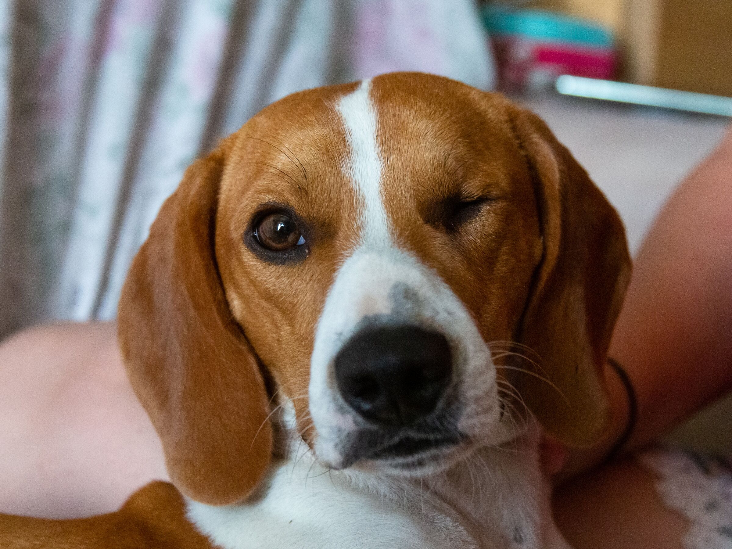 Lillo il cane pirata